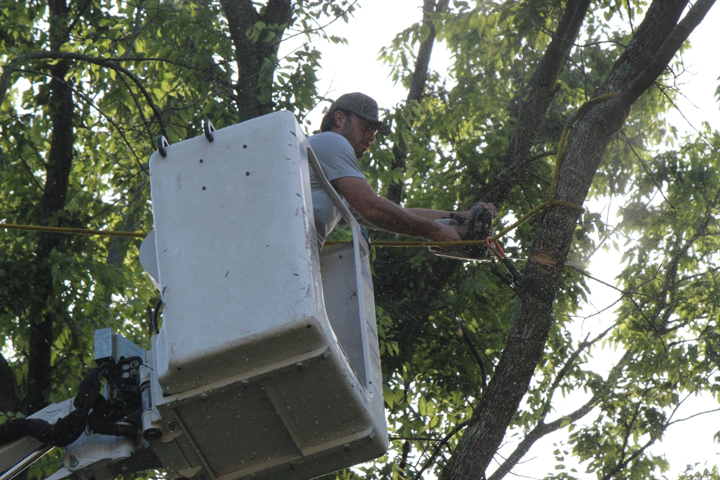 A worker in a bucket lift trimming a tall tree using a chainsaw amidst green leaves.