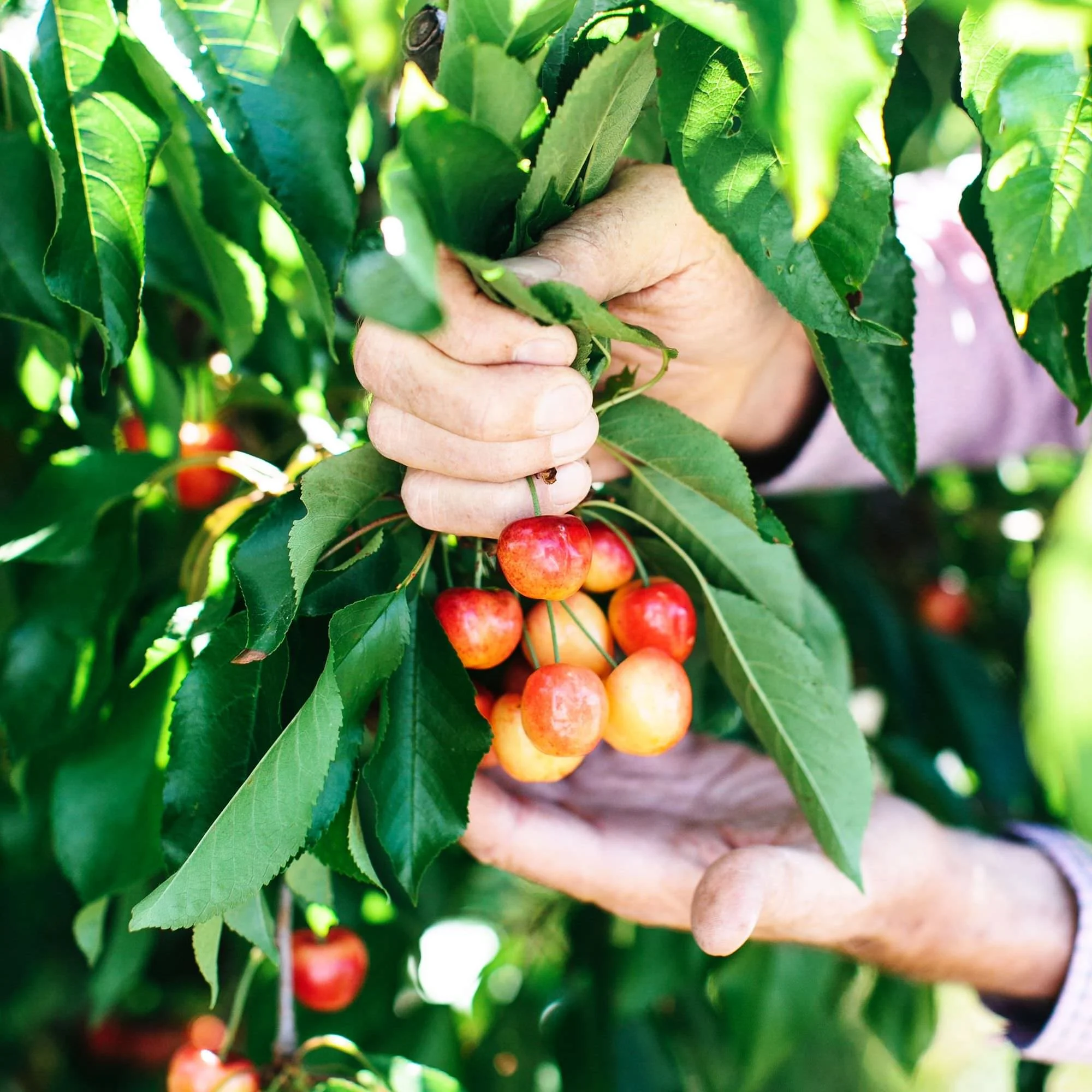 Close-up of a hand harvesting ripe cherries from a cherry tree, surrounded by green leaves.