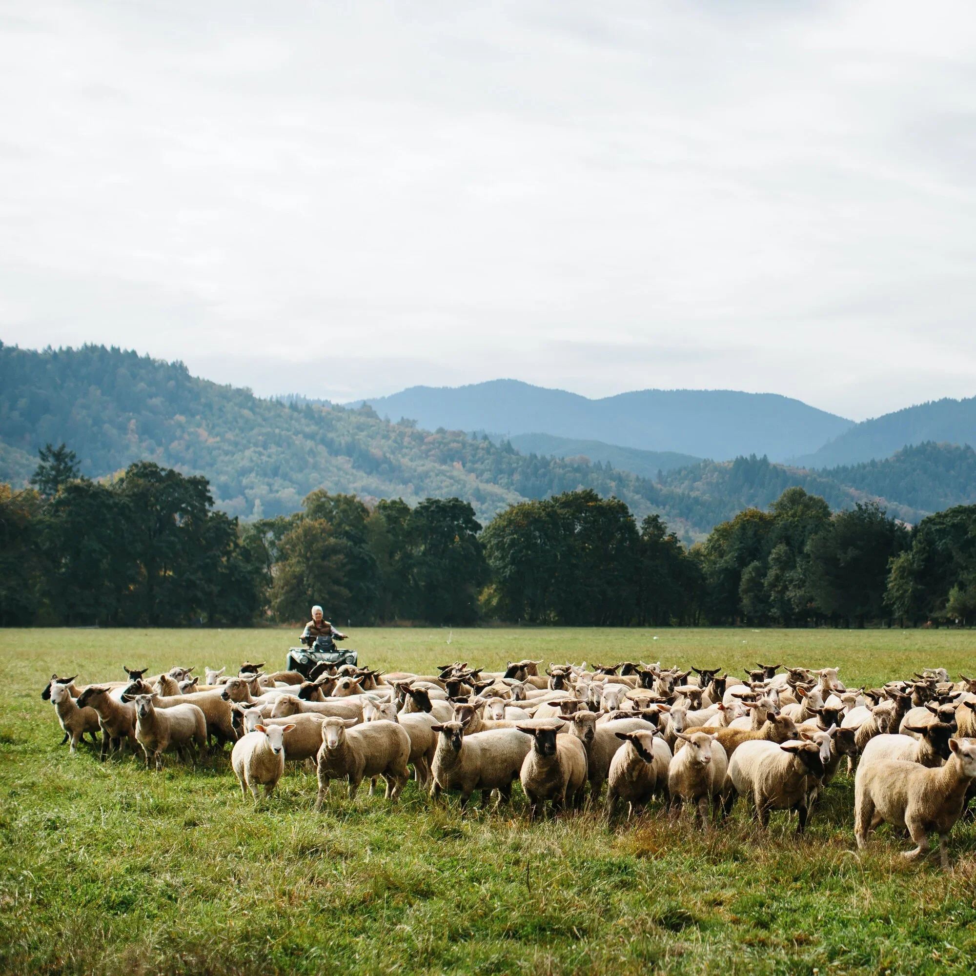 A person riding a four-wheeler with a herd of sheep in a green field, mountains in the background.