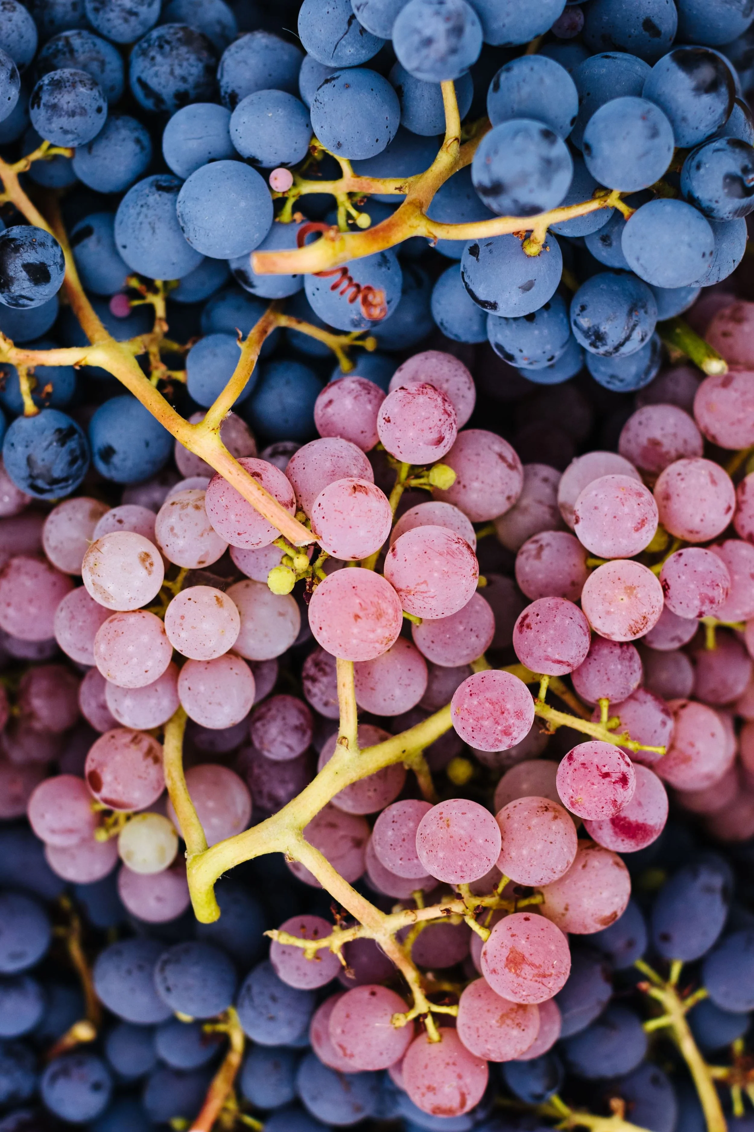 Close-up of bunches of blue and pink grapes.