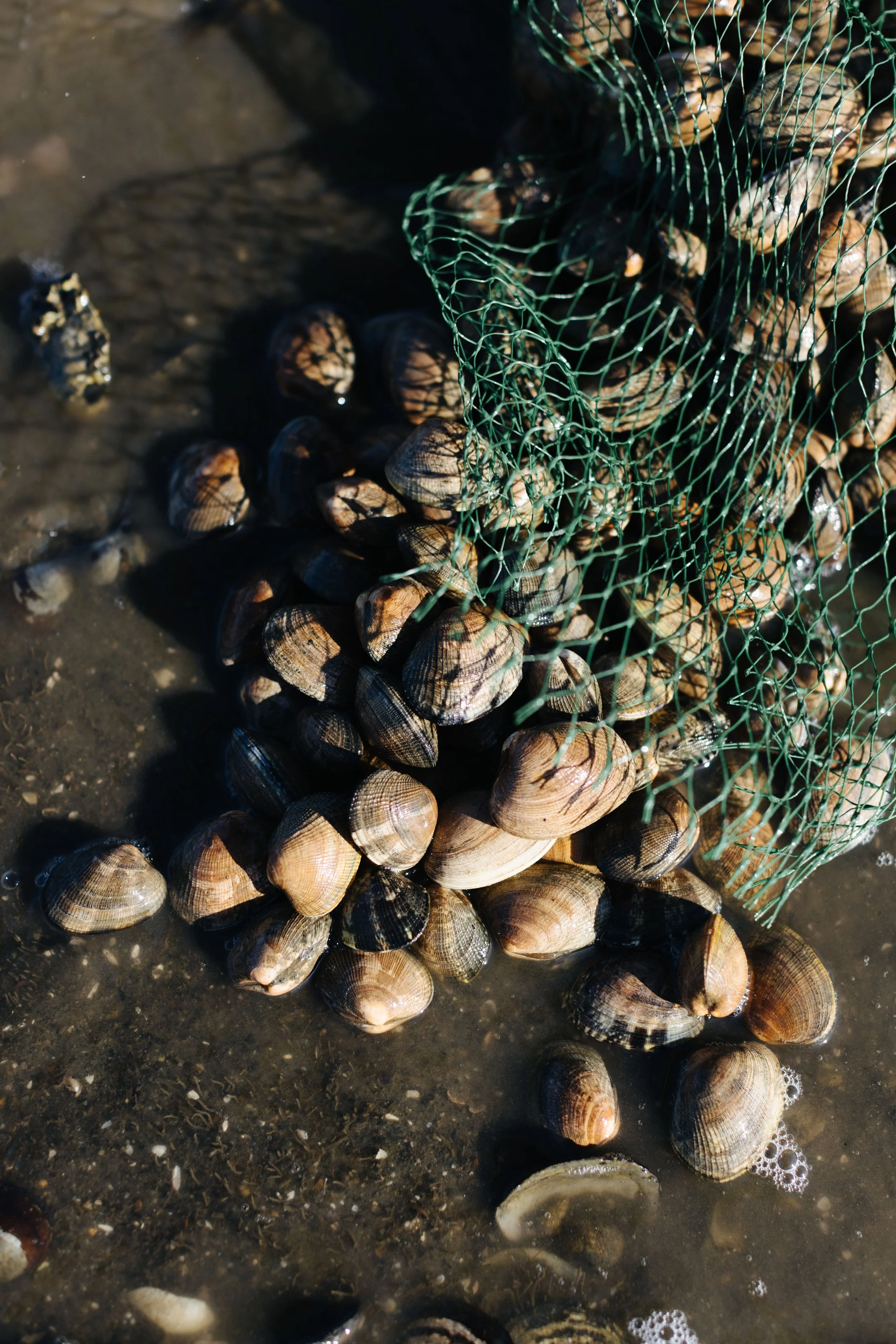 Clams in a green fishing net partially submerged in water on a sandy surface.