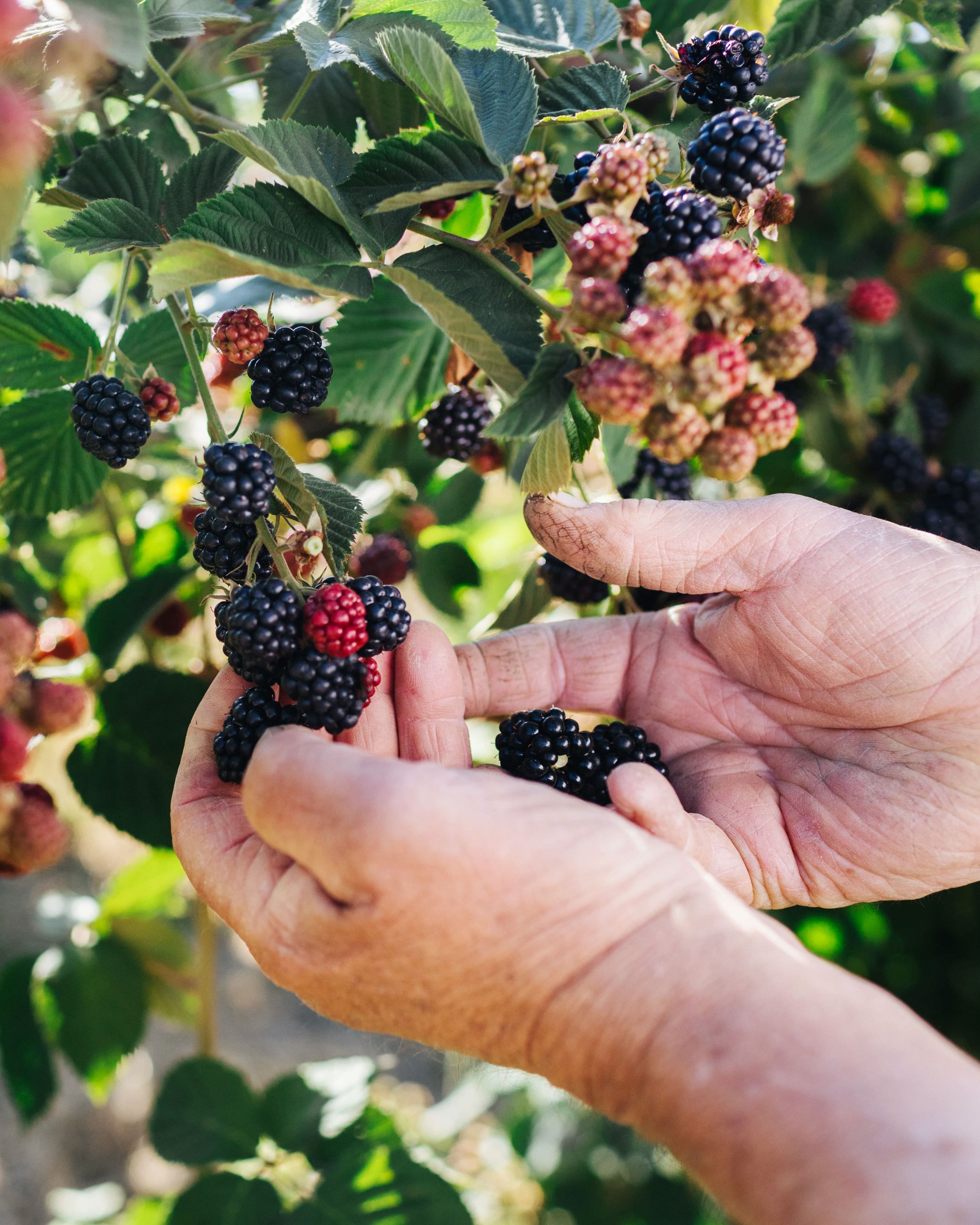 Person picking ripe blackberries from a bush.