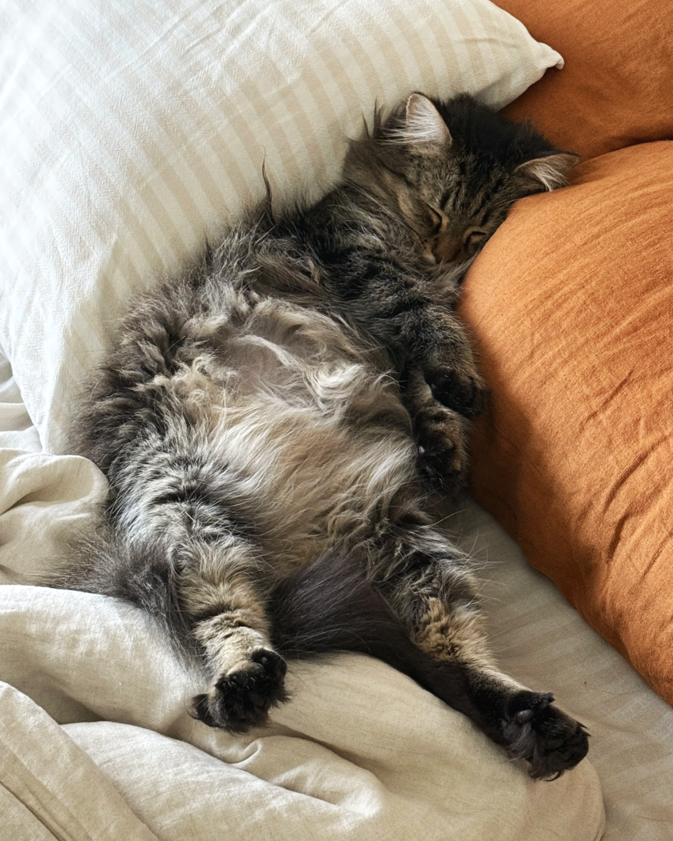 A fluffy tabby cat lying on its back on a bed, sleeping with its eyes closed, surrounded by white and orange pillows.