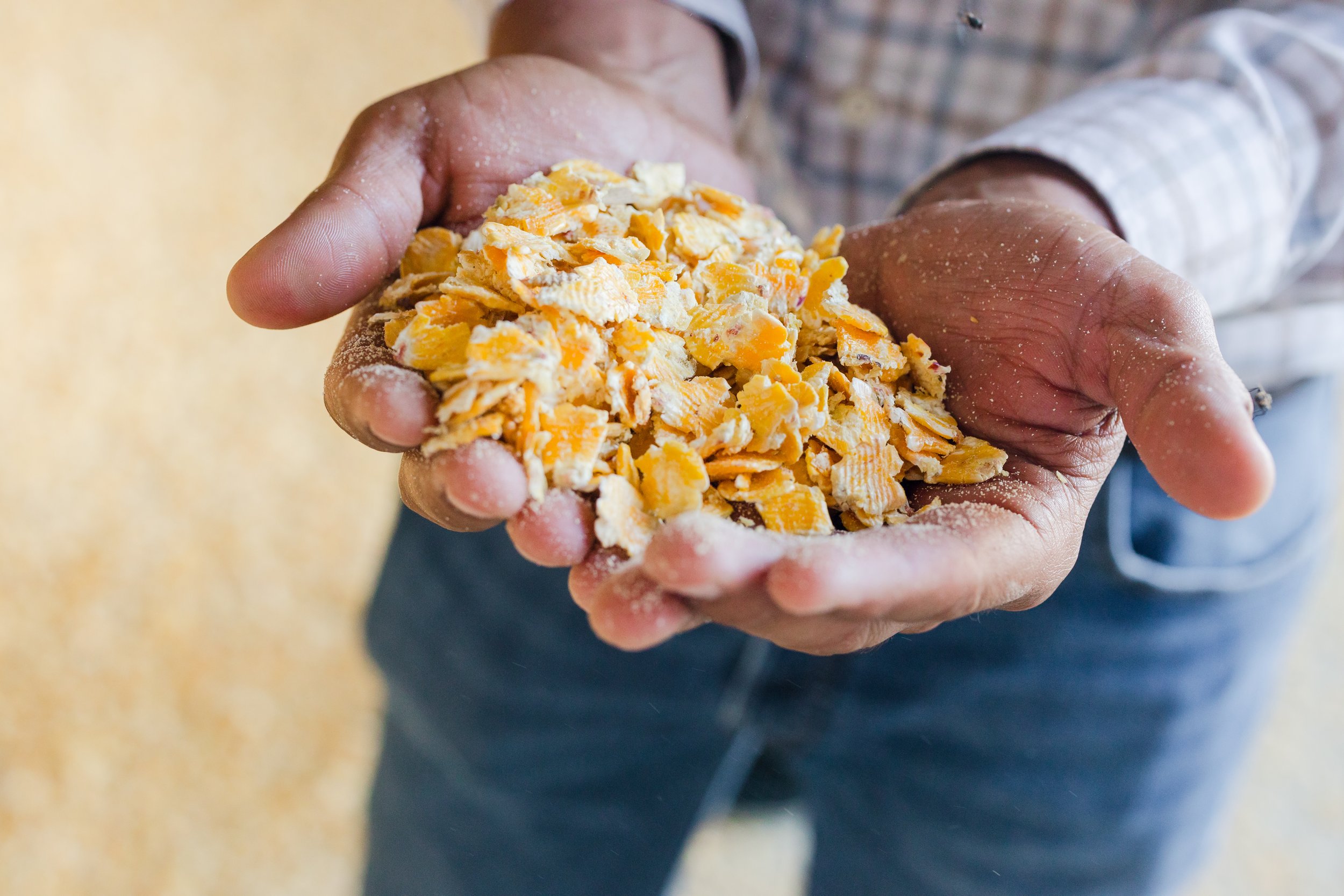Hands holding crumbled yellow cheese.