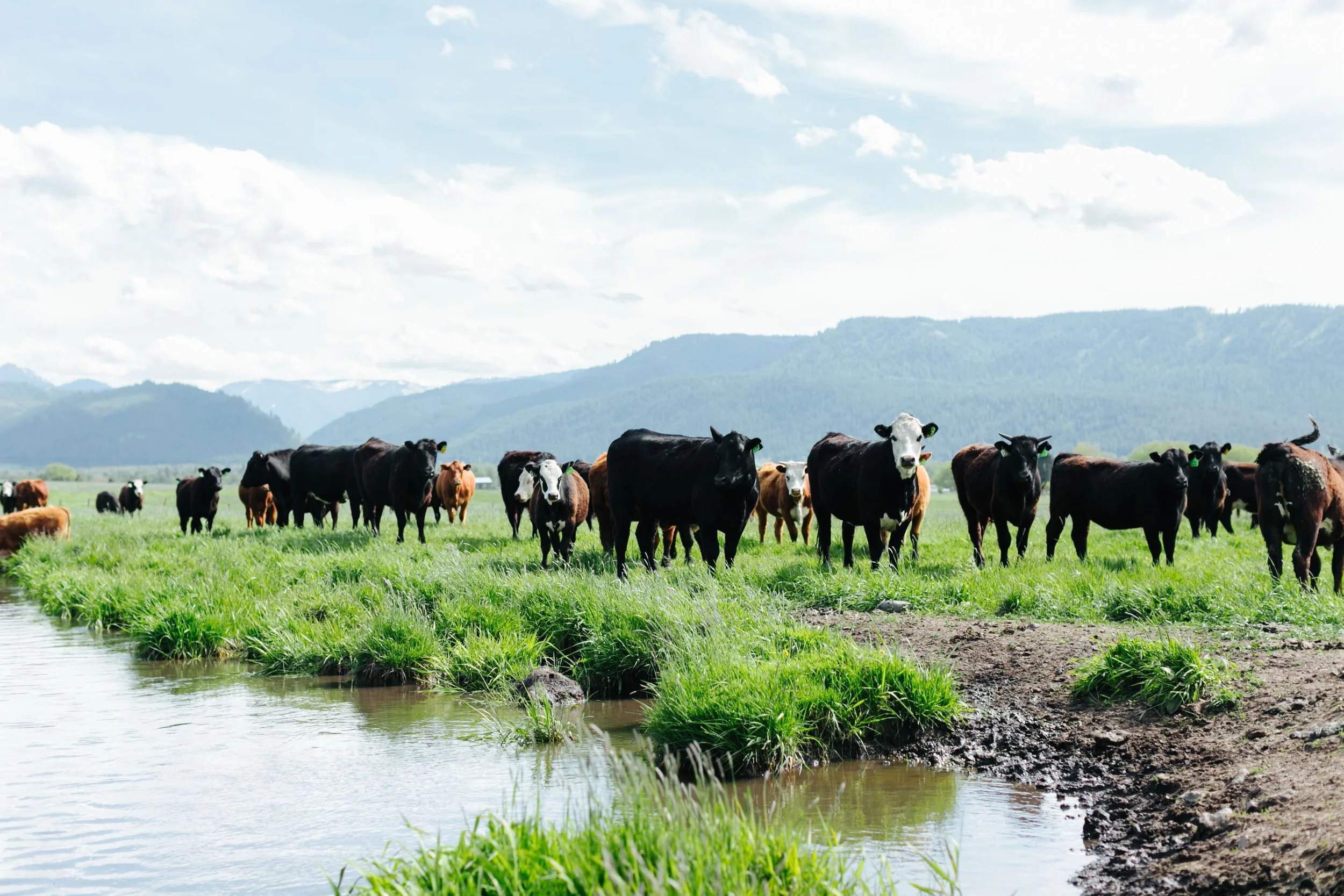 A herd of cows standing on a grassy field near a body of water with mountains in the background on a partly cloudy day.