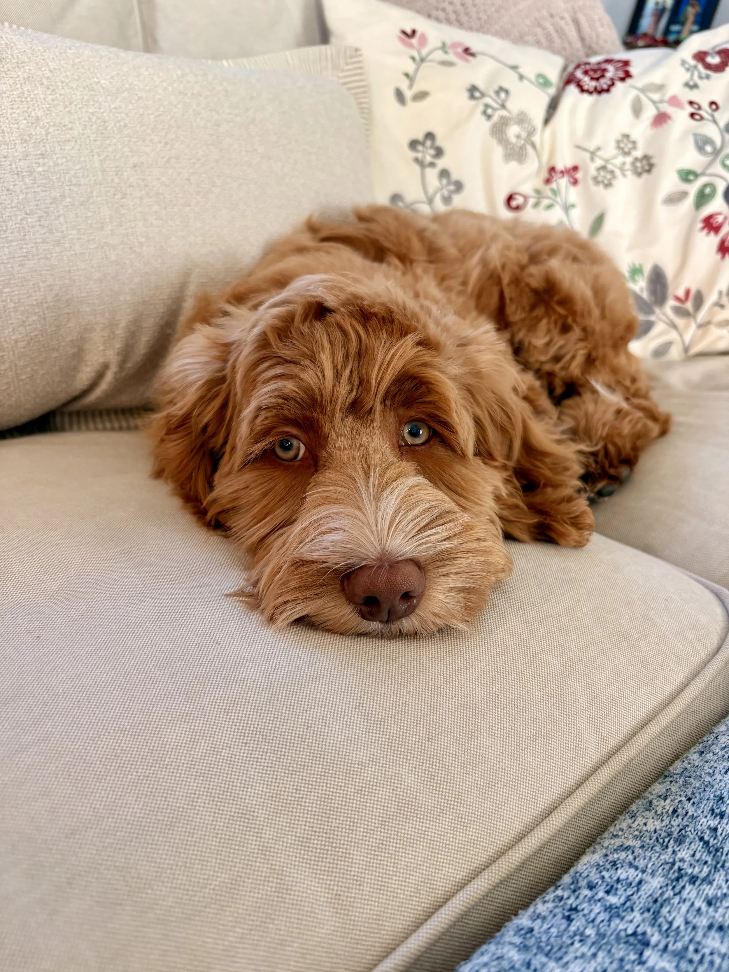 Red cockapoo puppy laying on couch