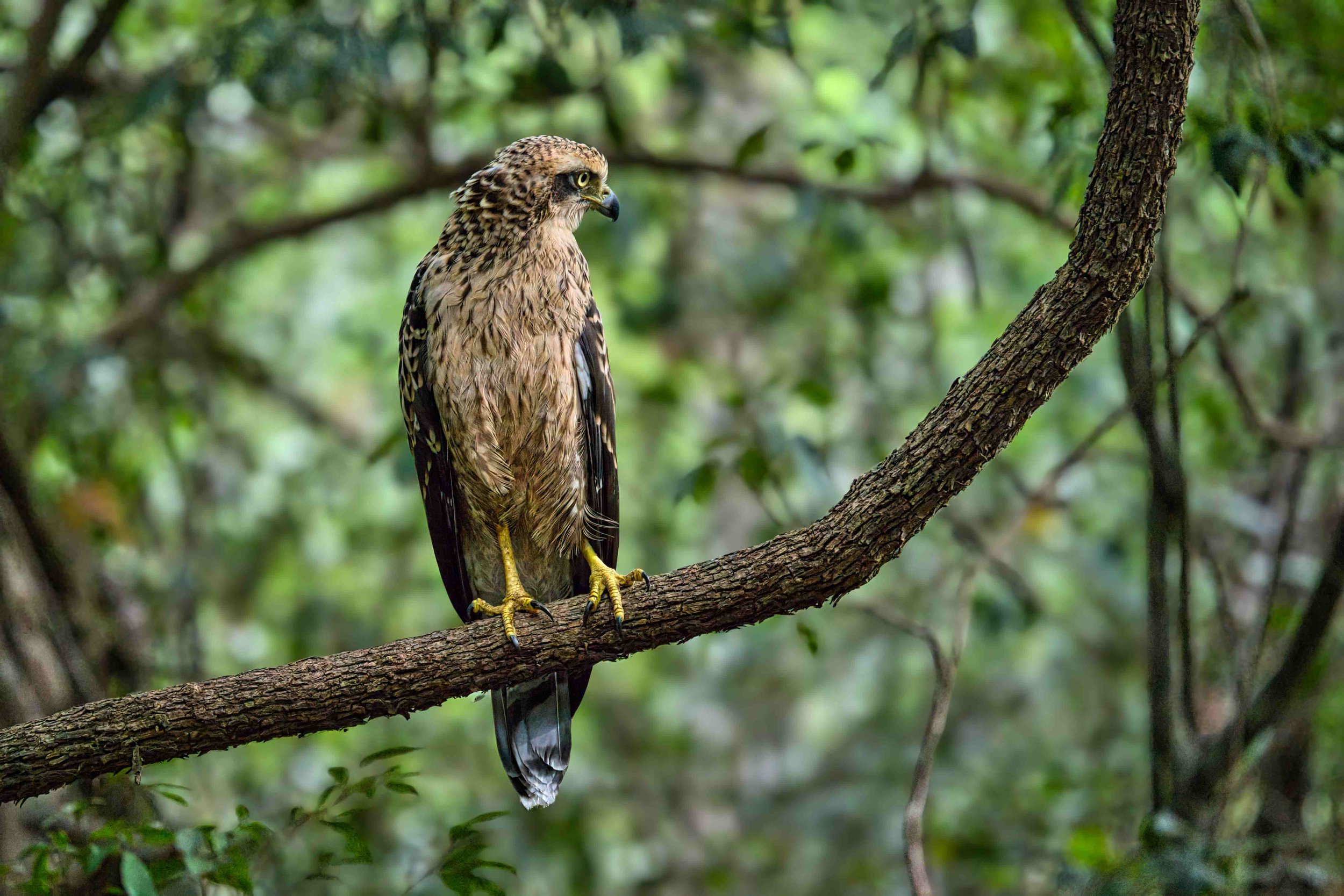 Changeable hawk-eagle