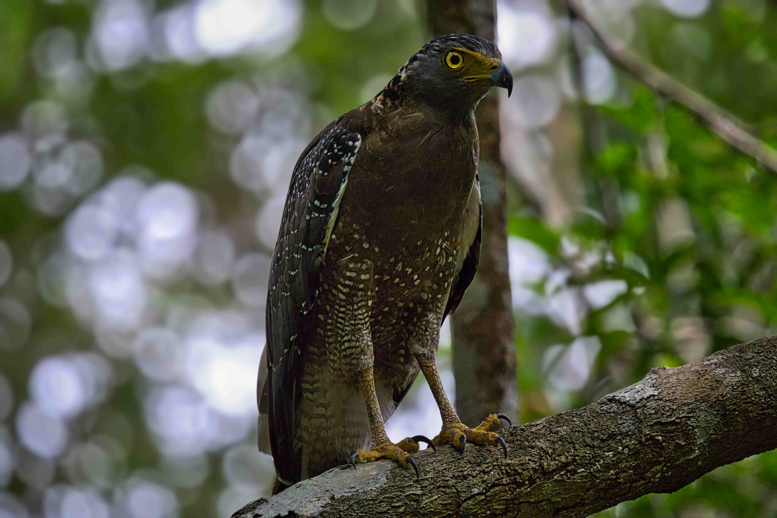 Crested serpent eagle