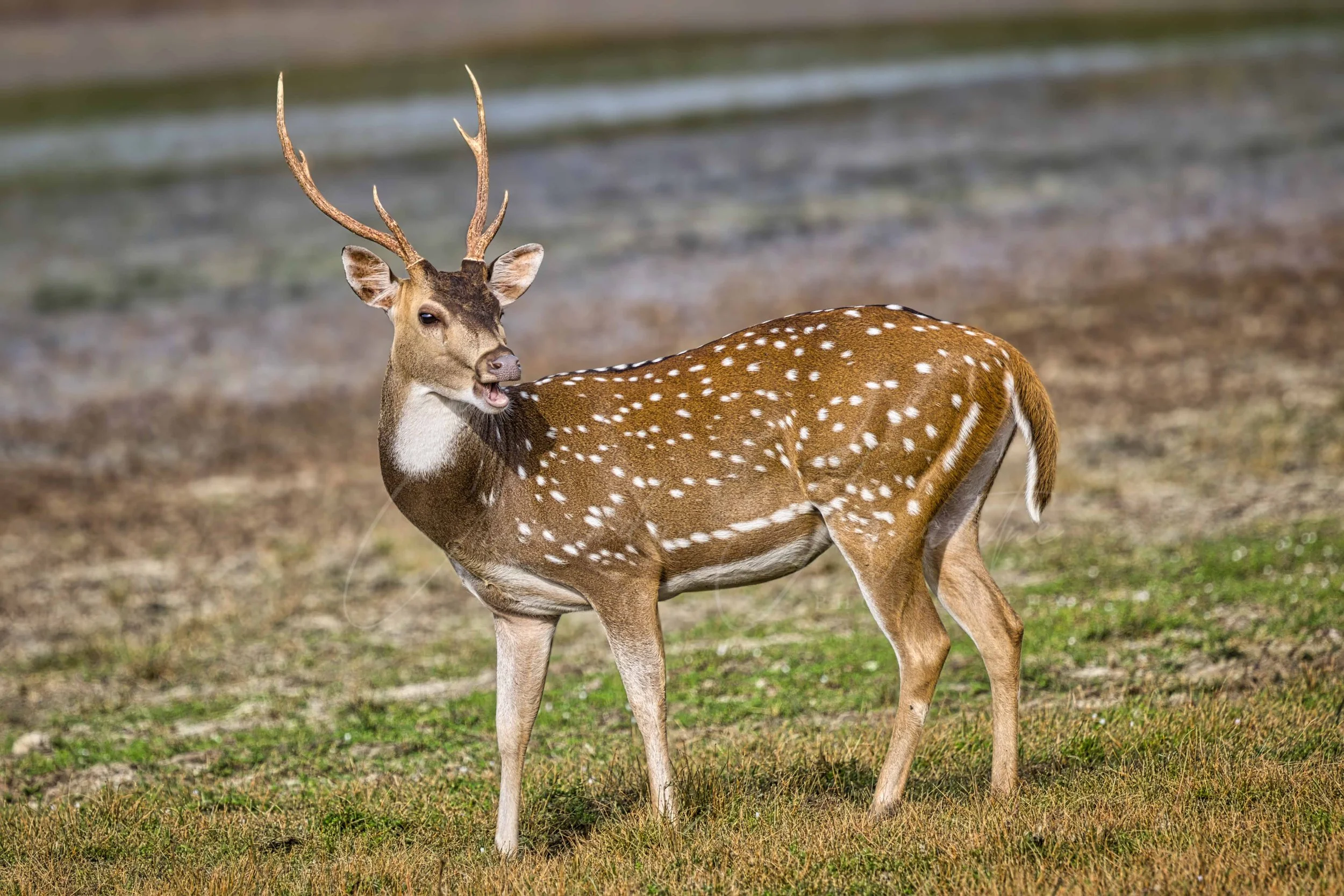 Sri Lankan Spotted deer