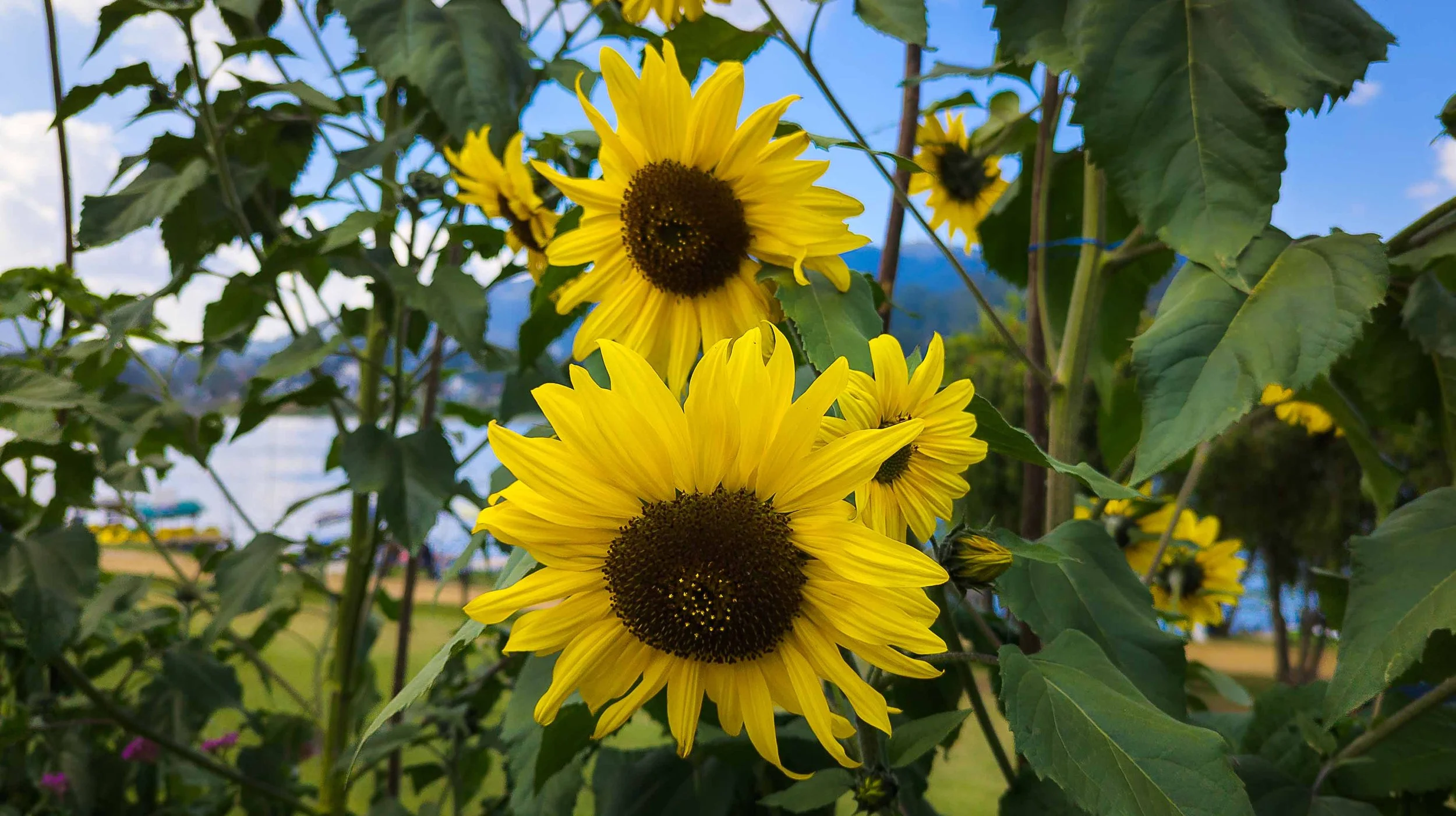 Sunflower