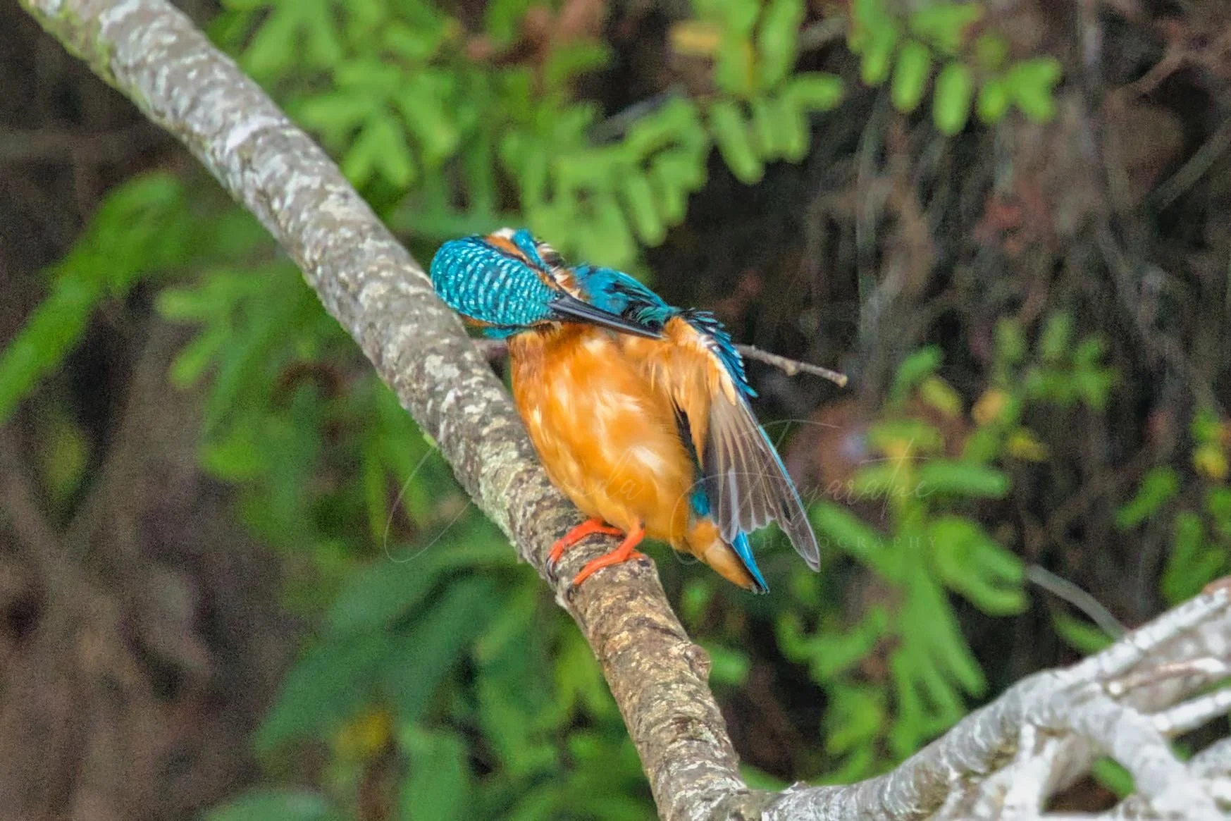 Common kingfisher