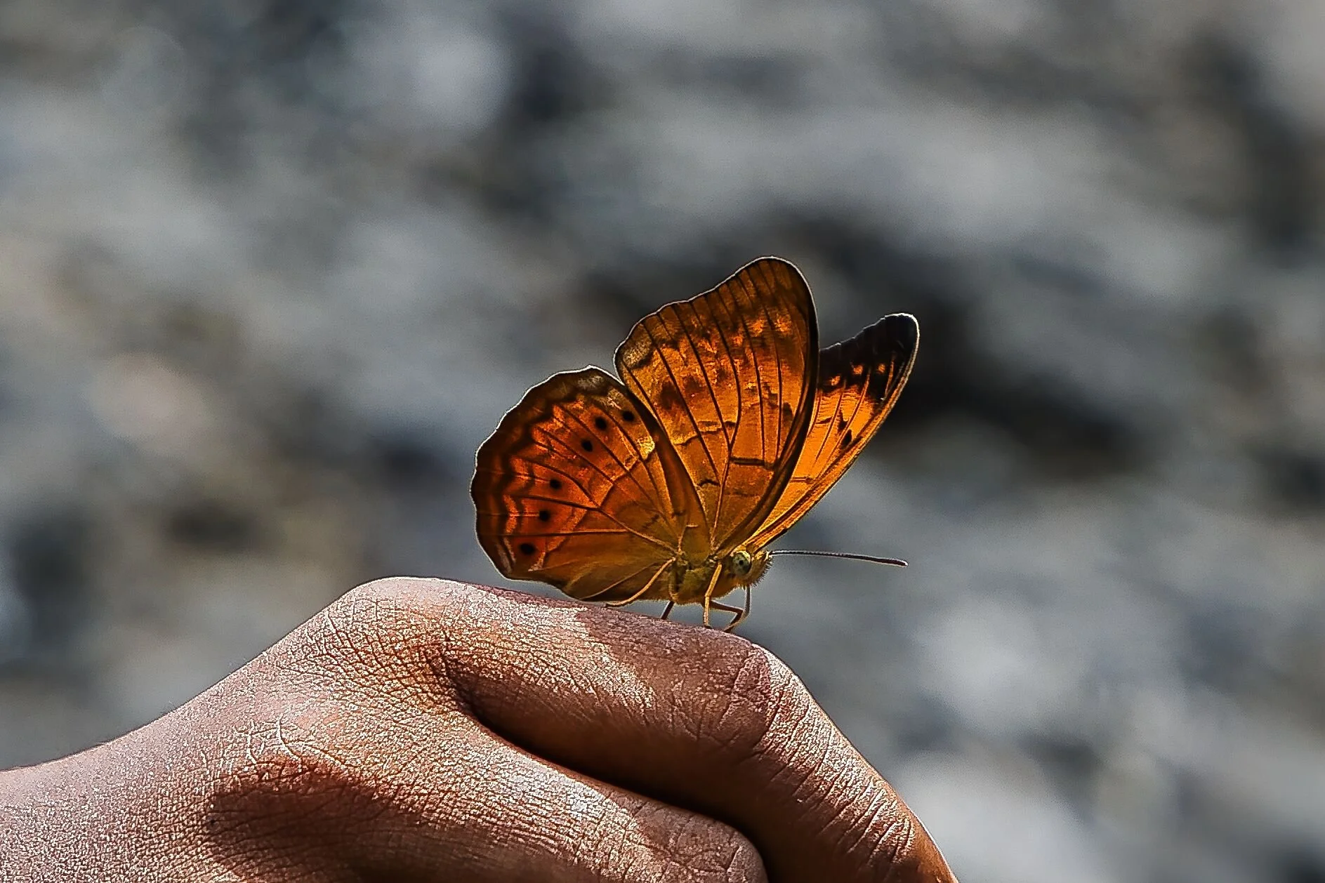Cruiser - Male