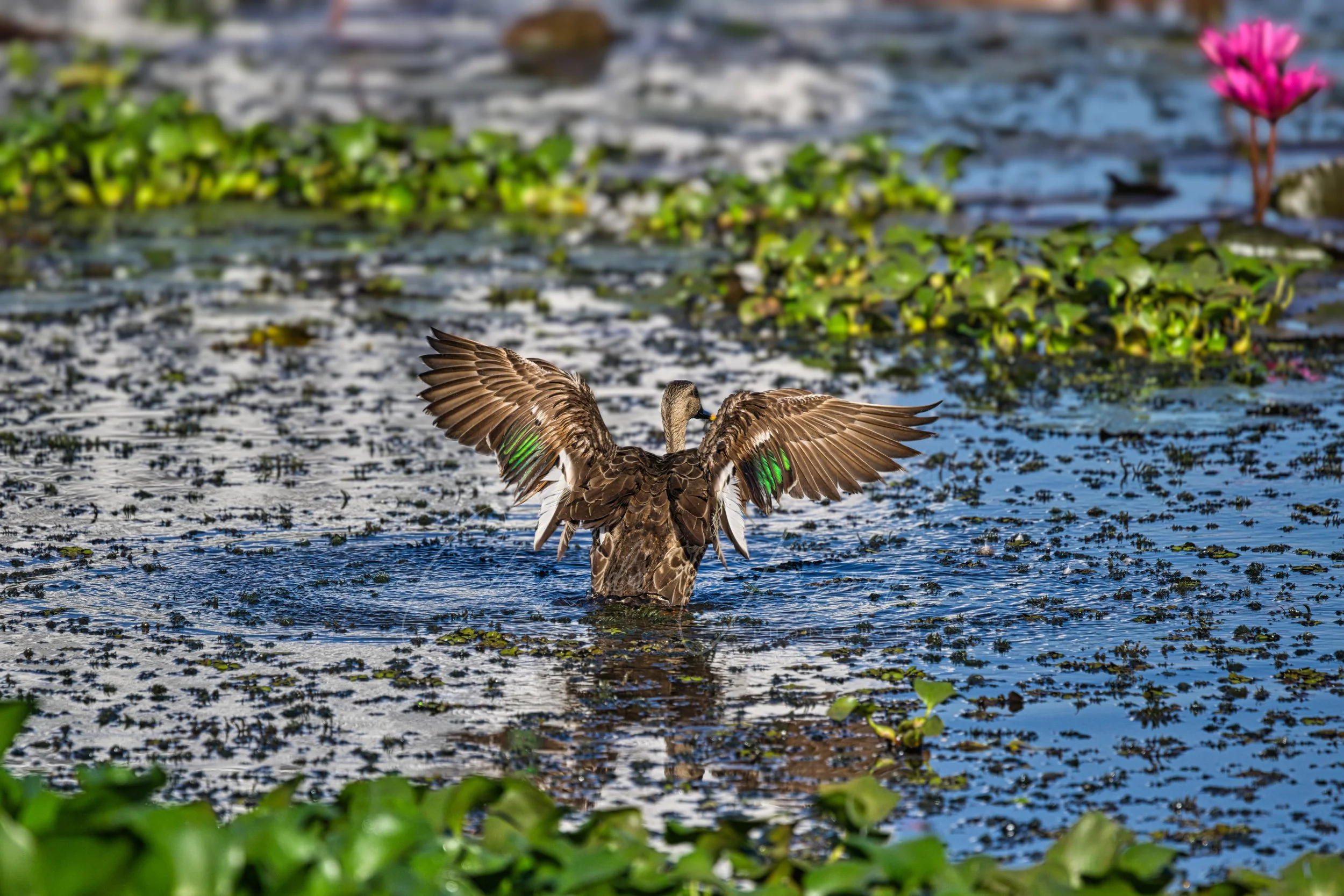 Indian spot-billed duck