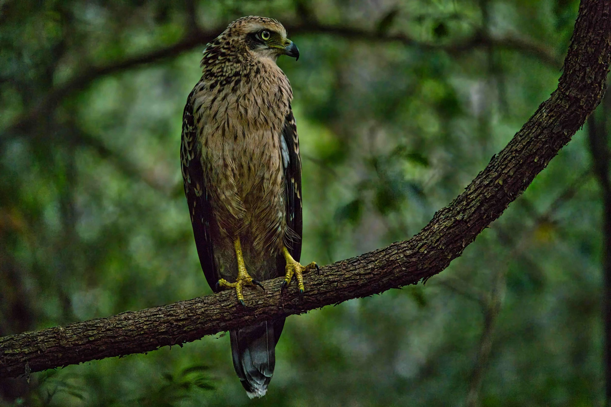 Changeable hawk-eagle