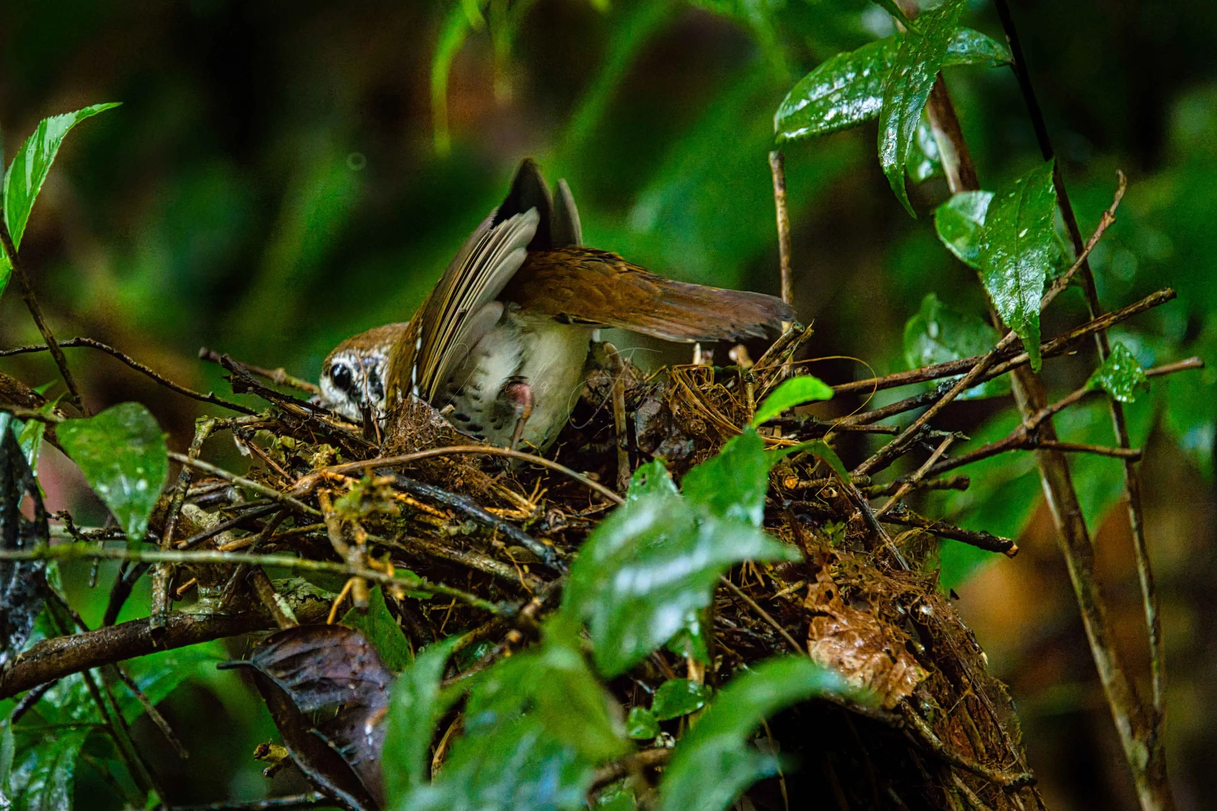 Spot-winged thrush