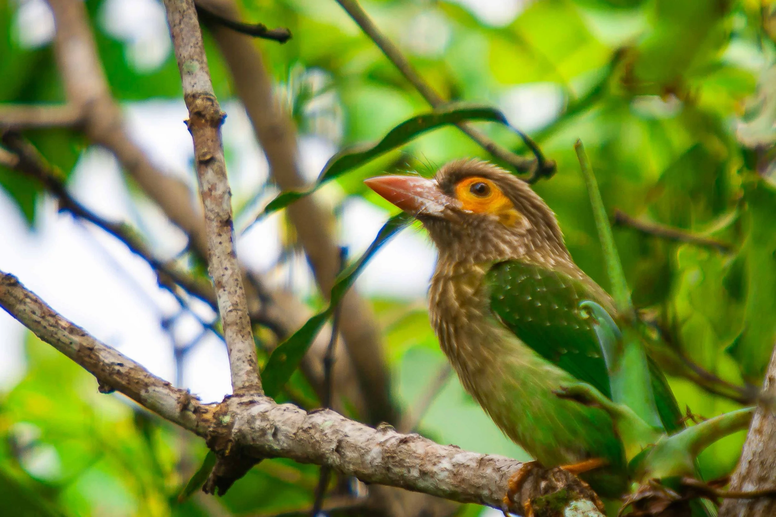 Brown-headed barbet