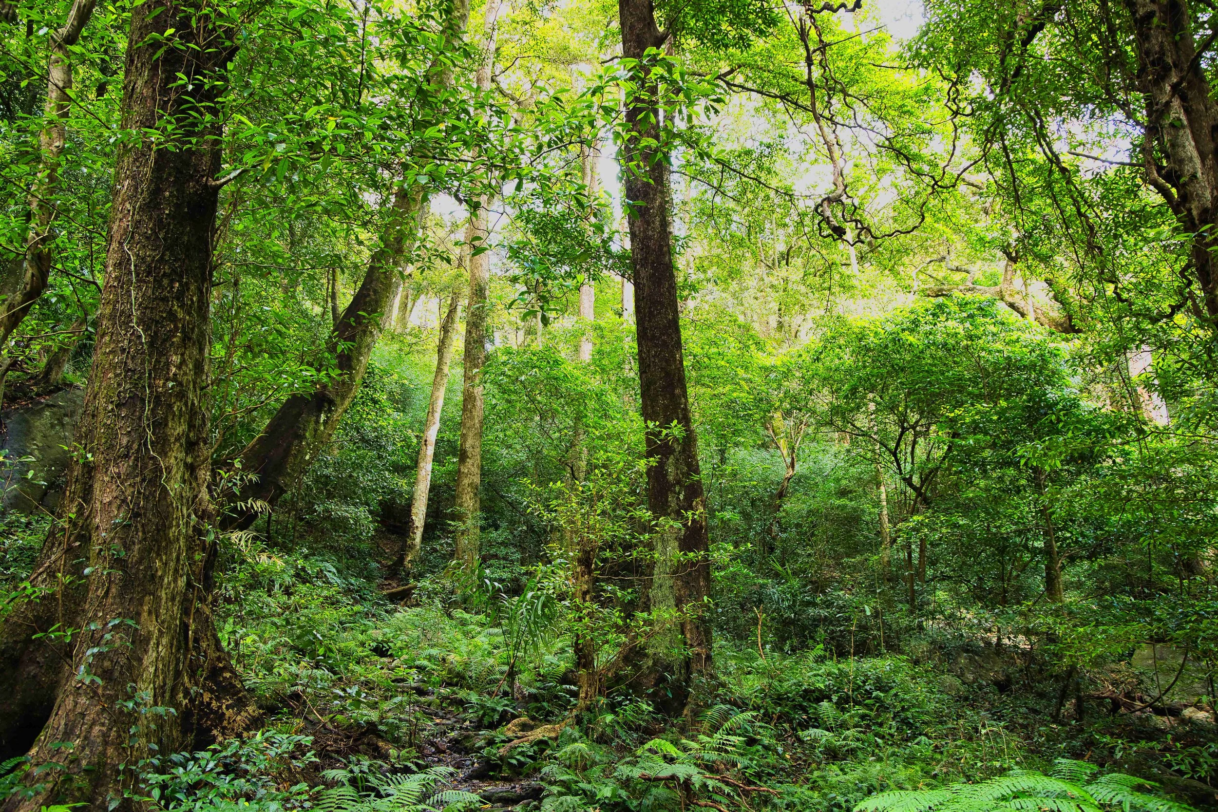 Montane evergreen forest