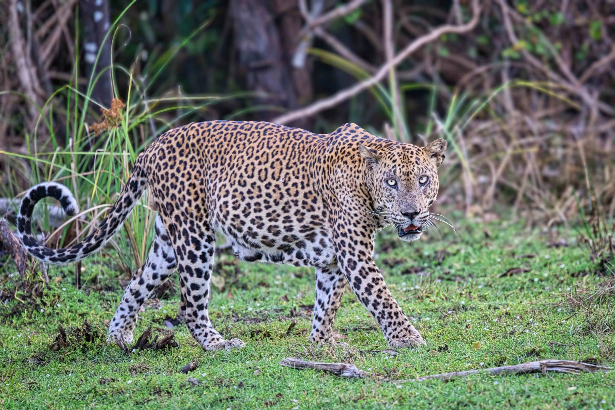 Sri Lankan leopard