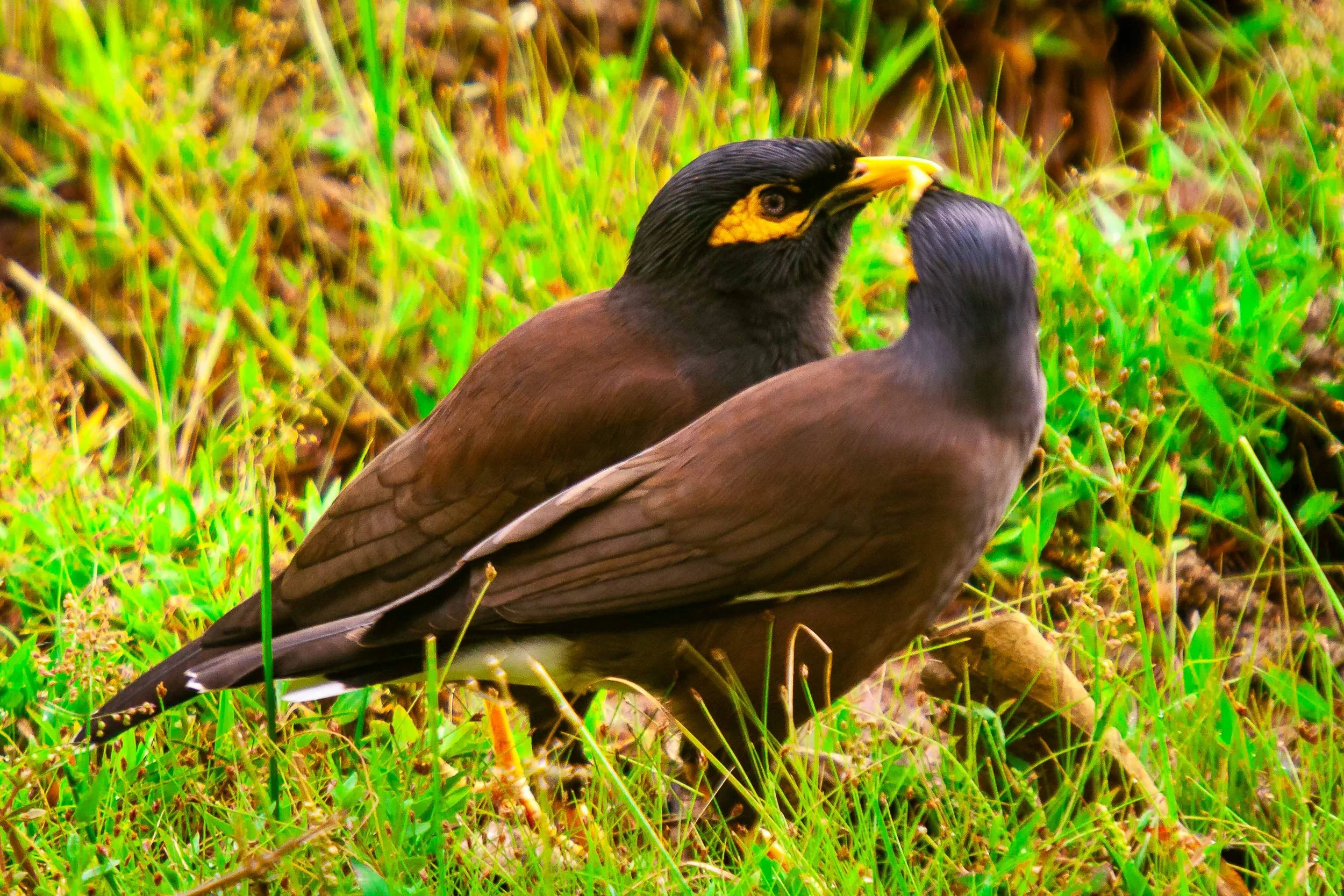 Common myna
