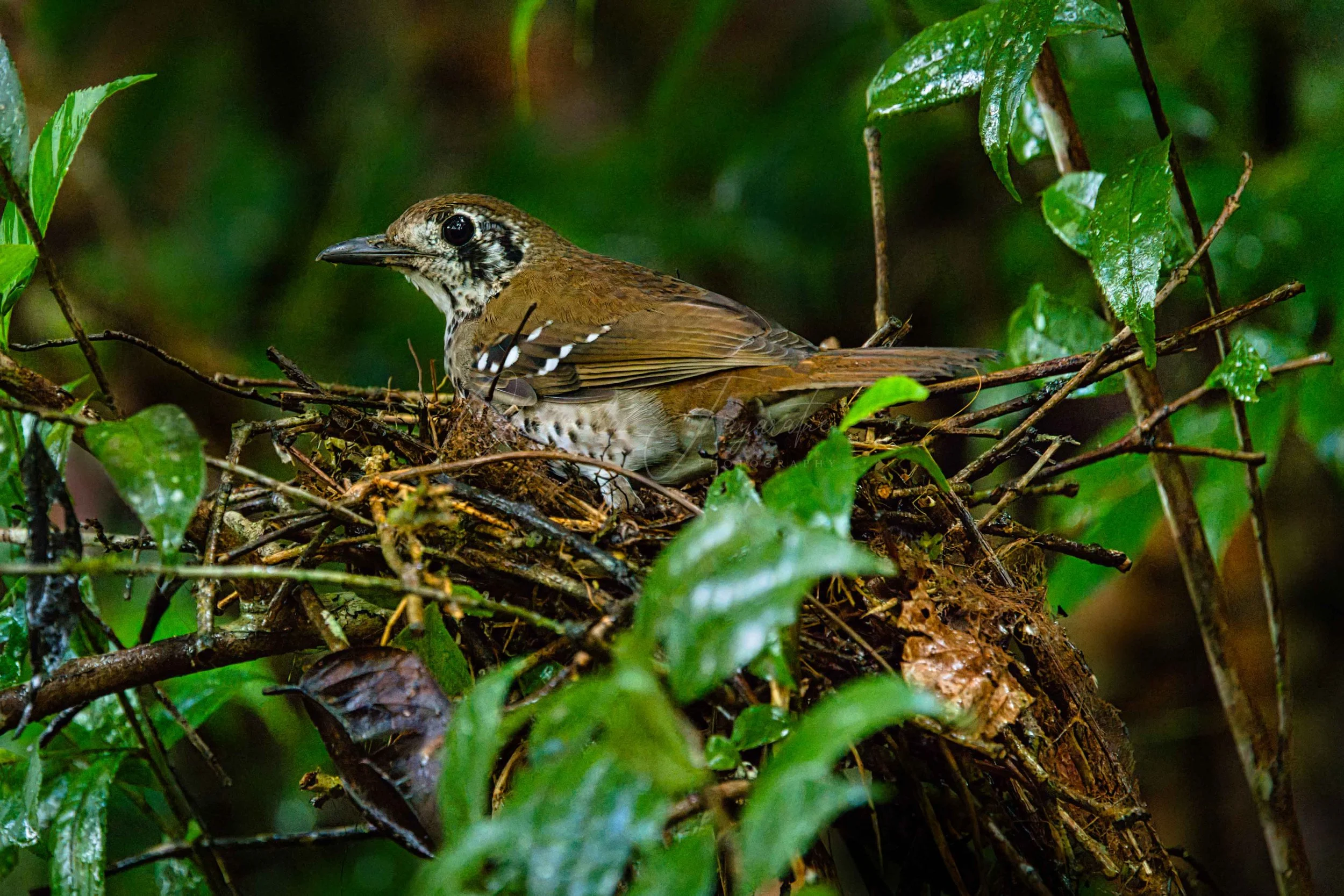 Spot-winged thrush