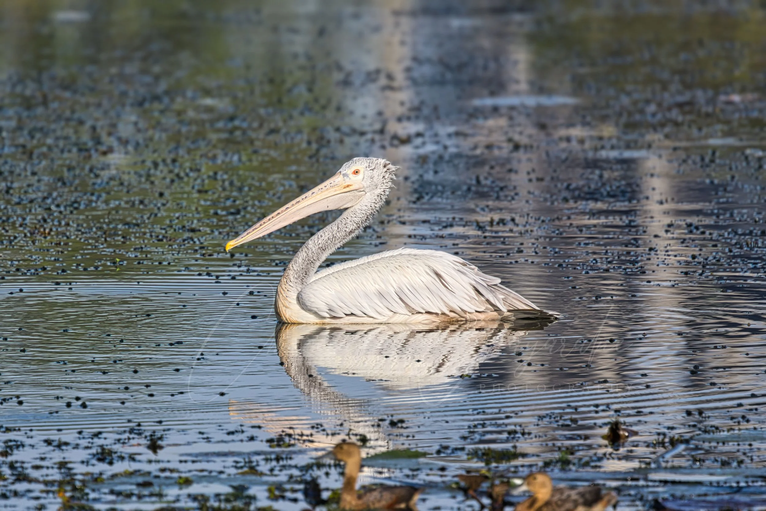 Spot-billed pelican