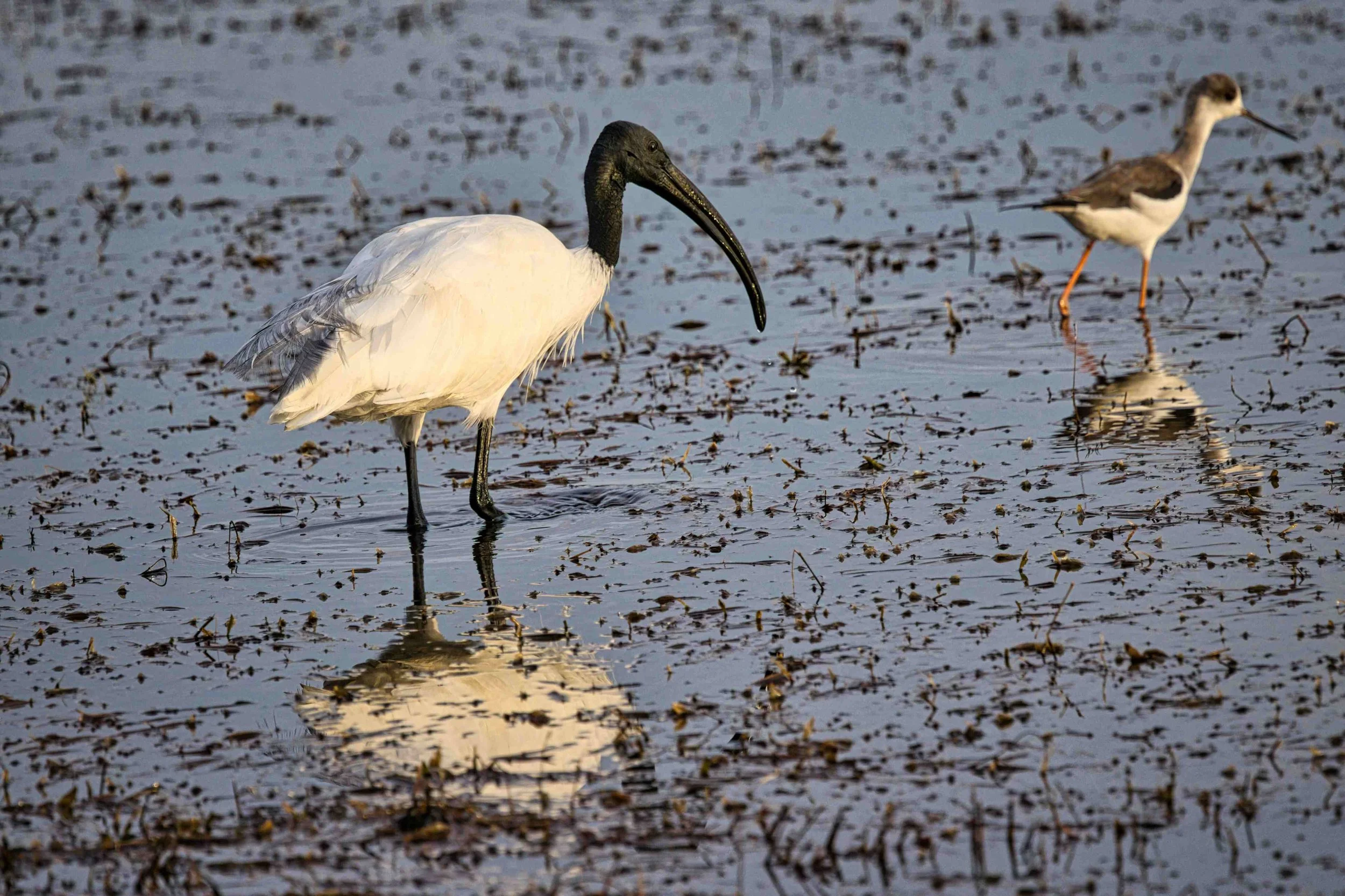Black-headed ibis