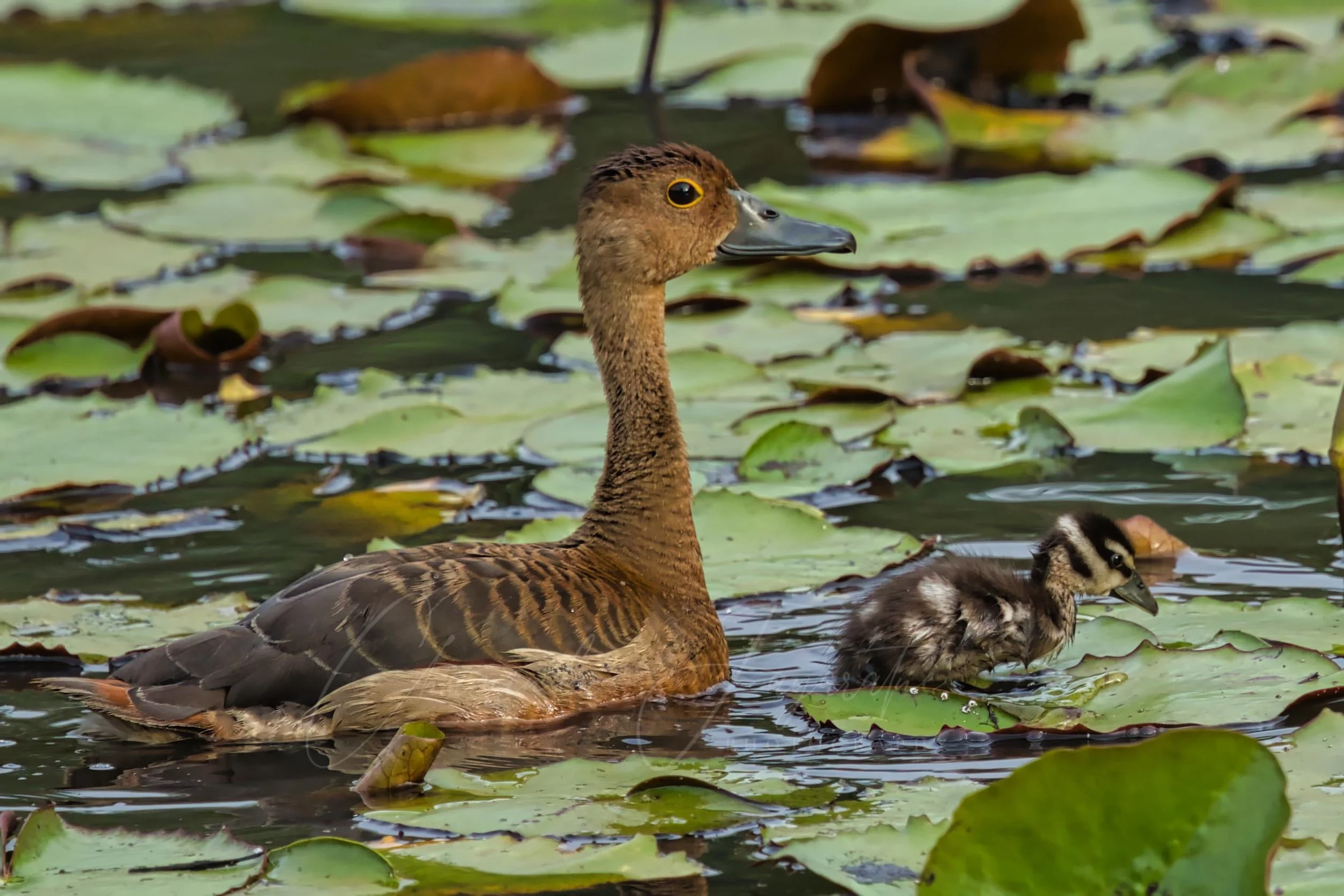 Lesser whistling duck
