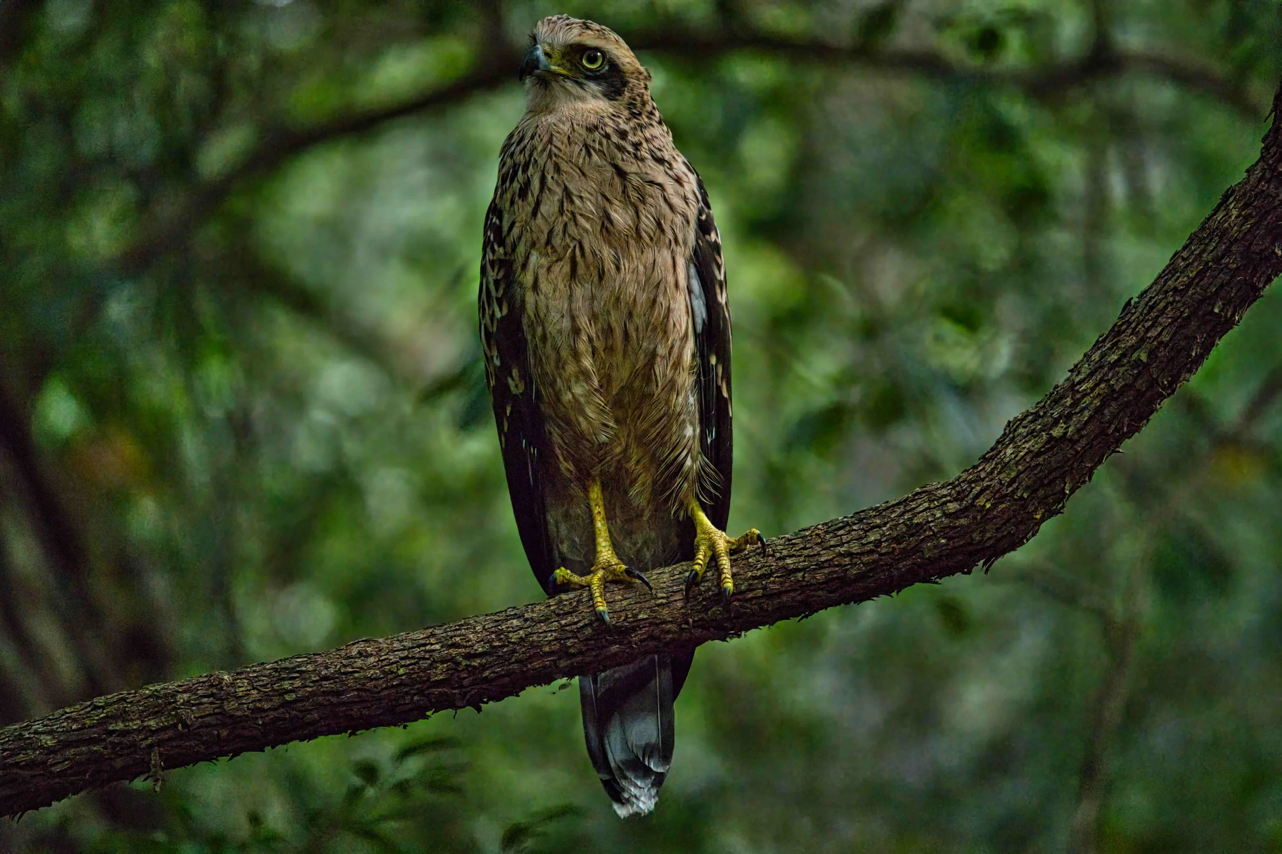 Changeable hawk-eagle