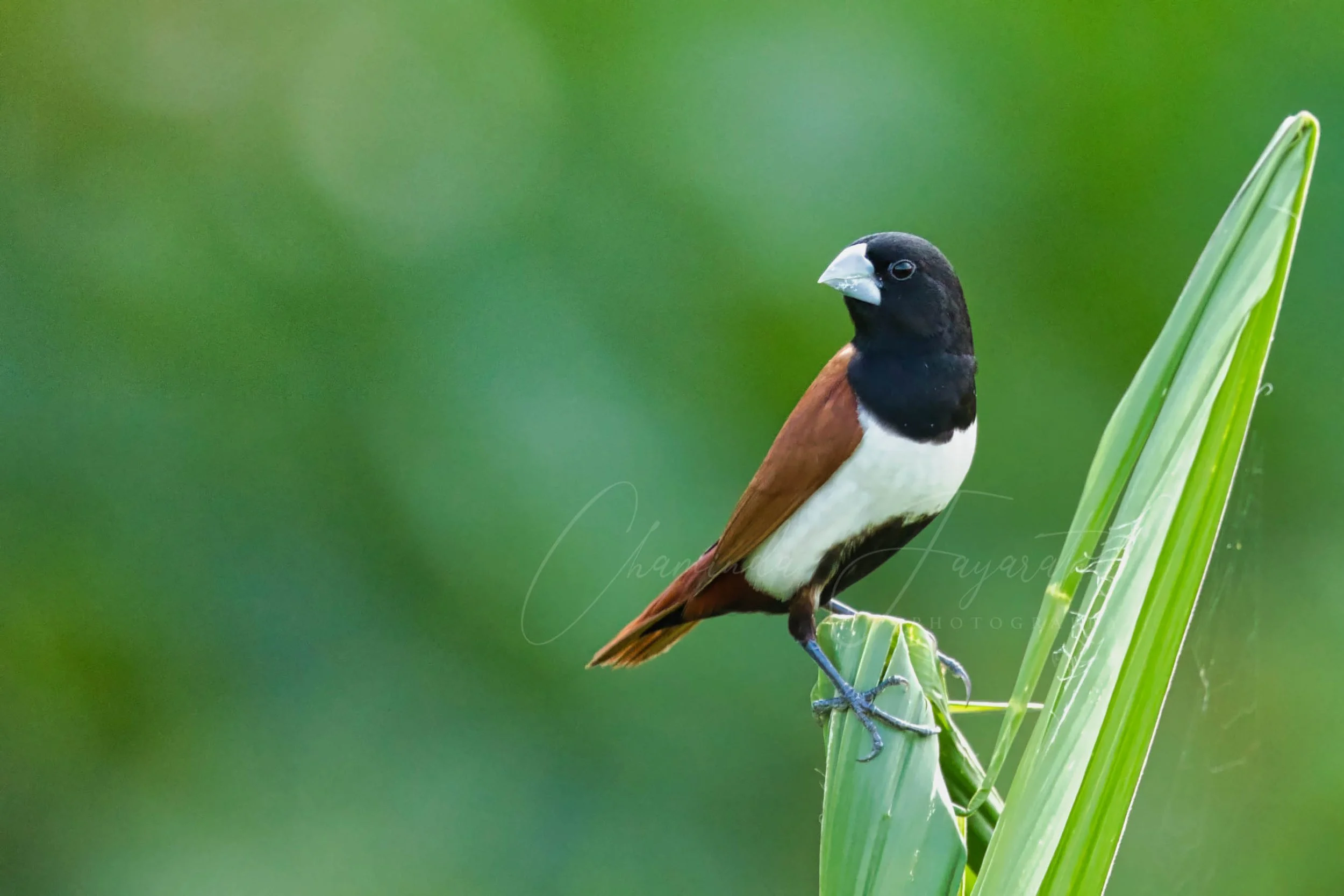 Tricoloured munia
