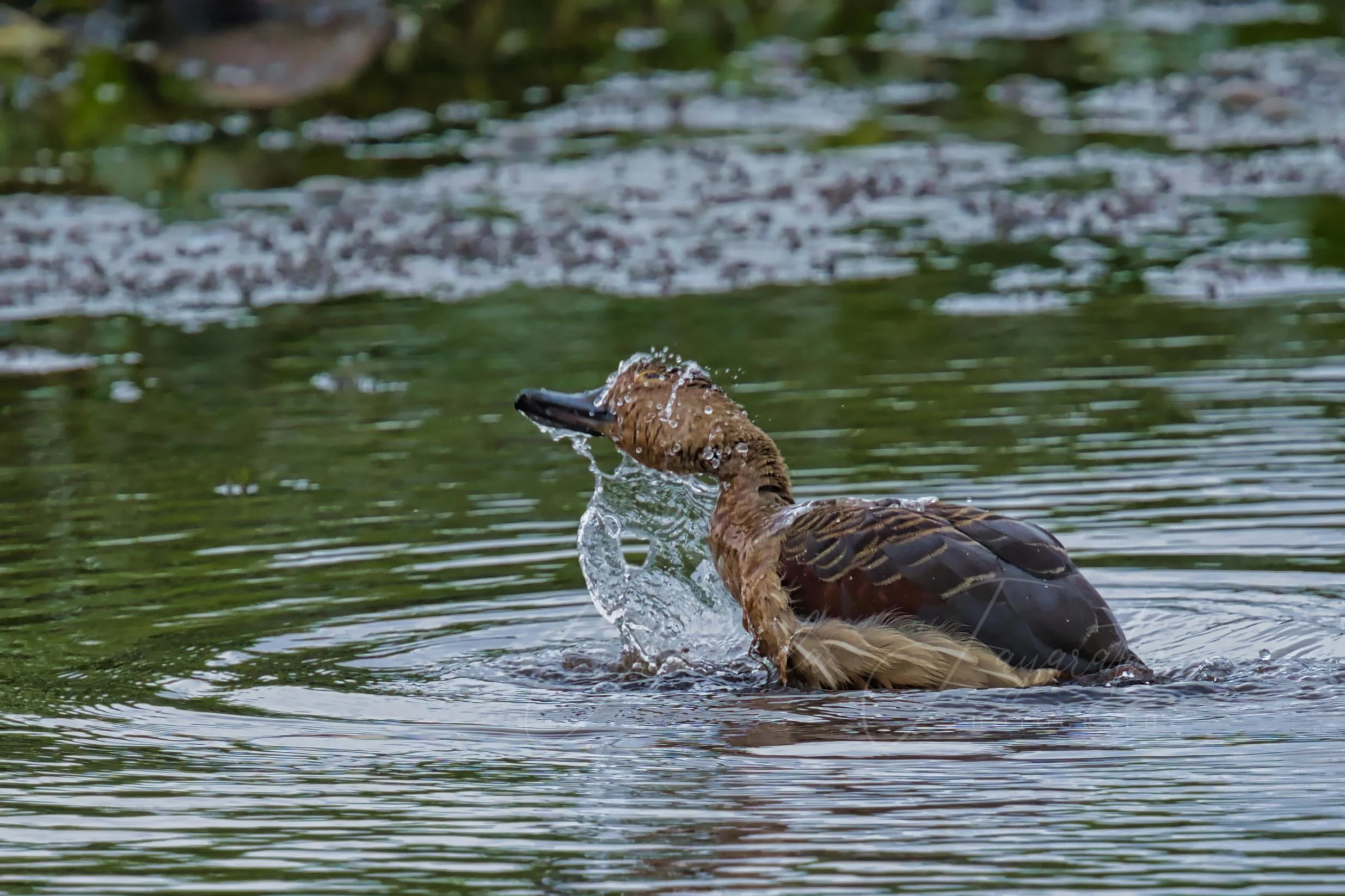 Lesser whistling duck
