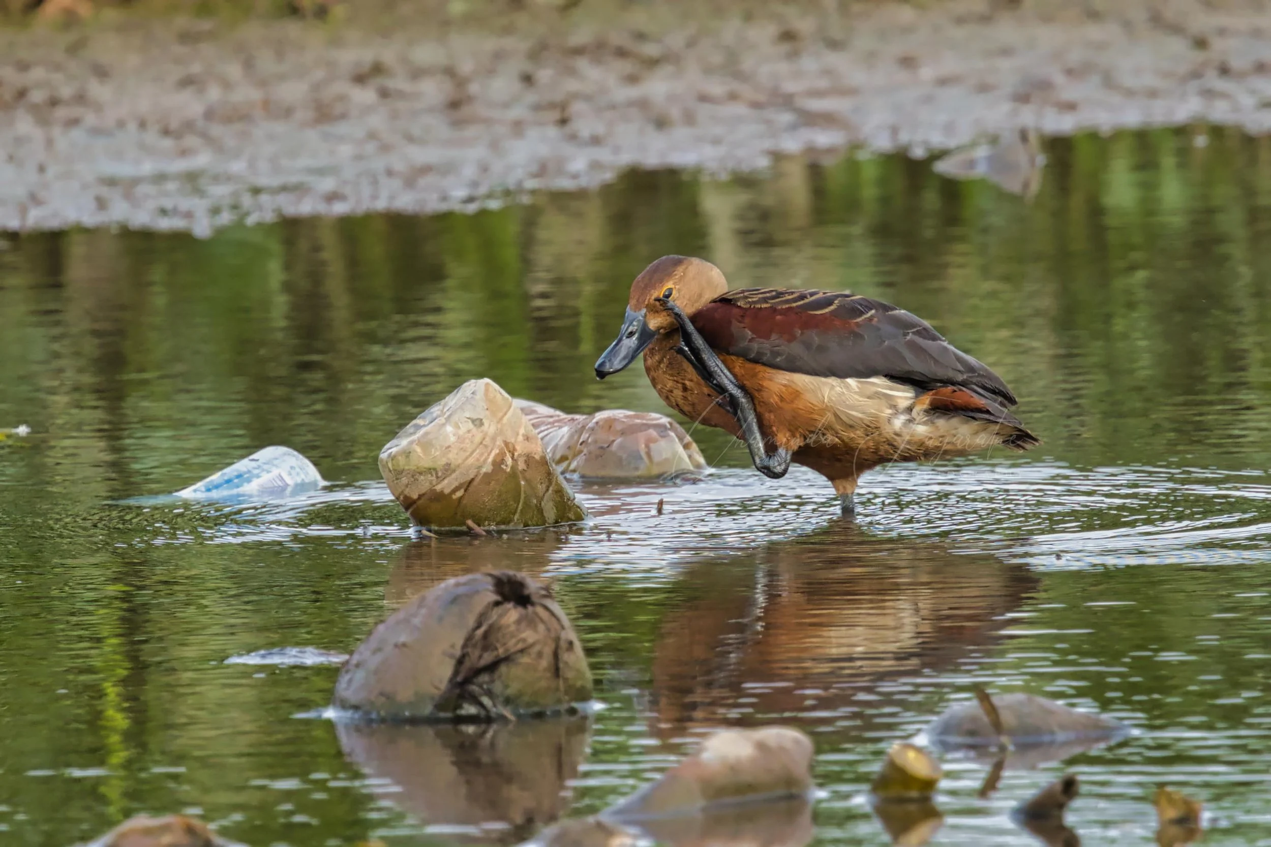 Lesser whistling duck