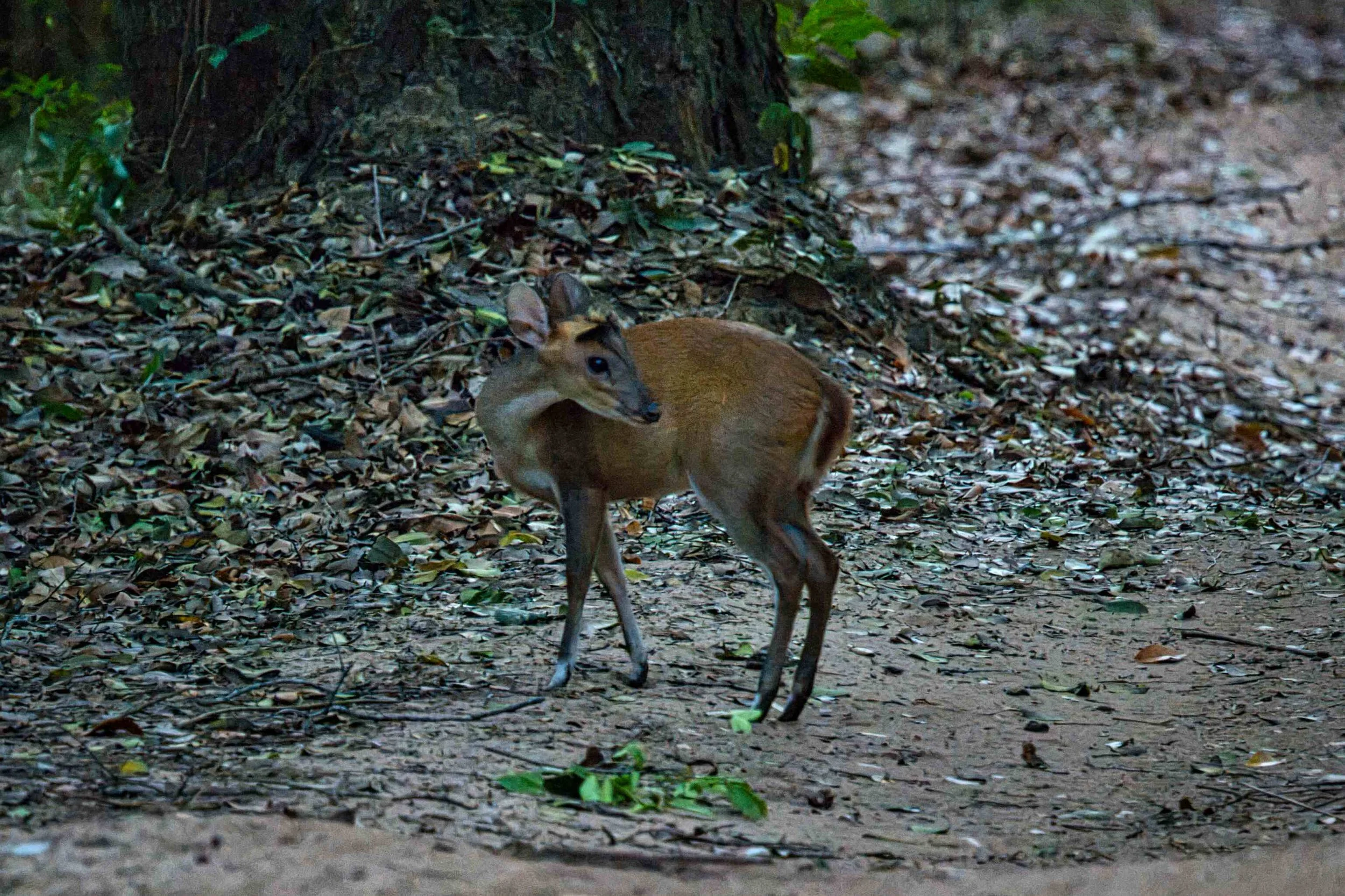 Barking deer