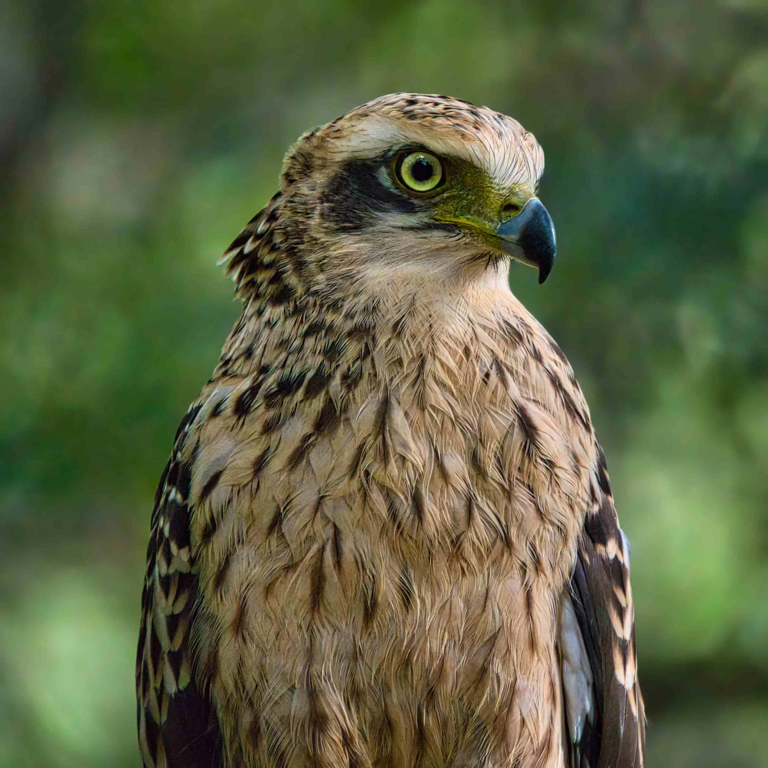 Changeable hawk-eagle
