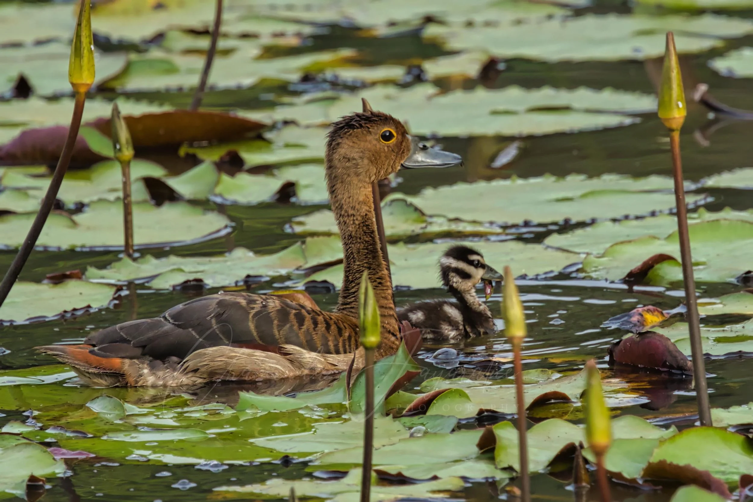 Lesser whistling duck