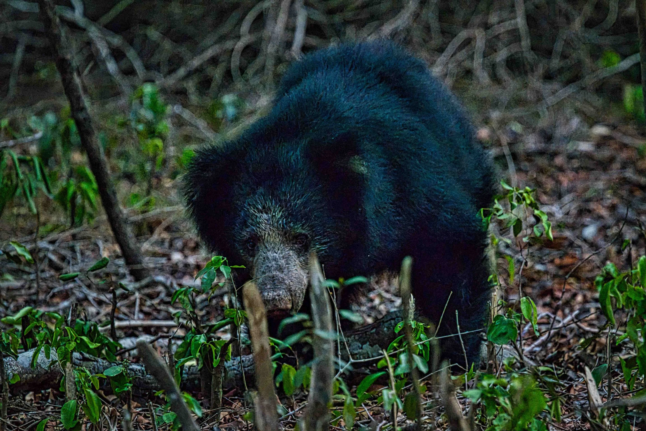Sri Lankan sloth bear