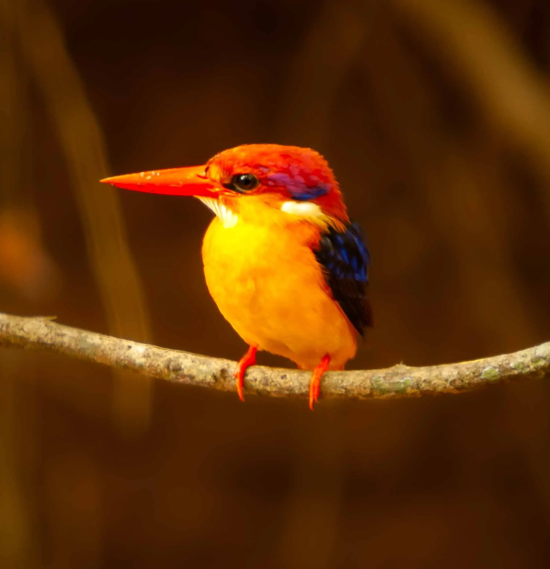 Oriental dwarf kingfisher