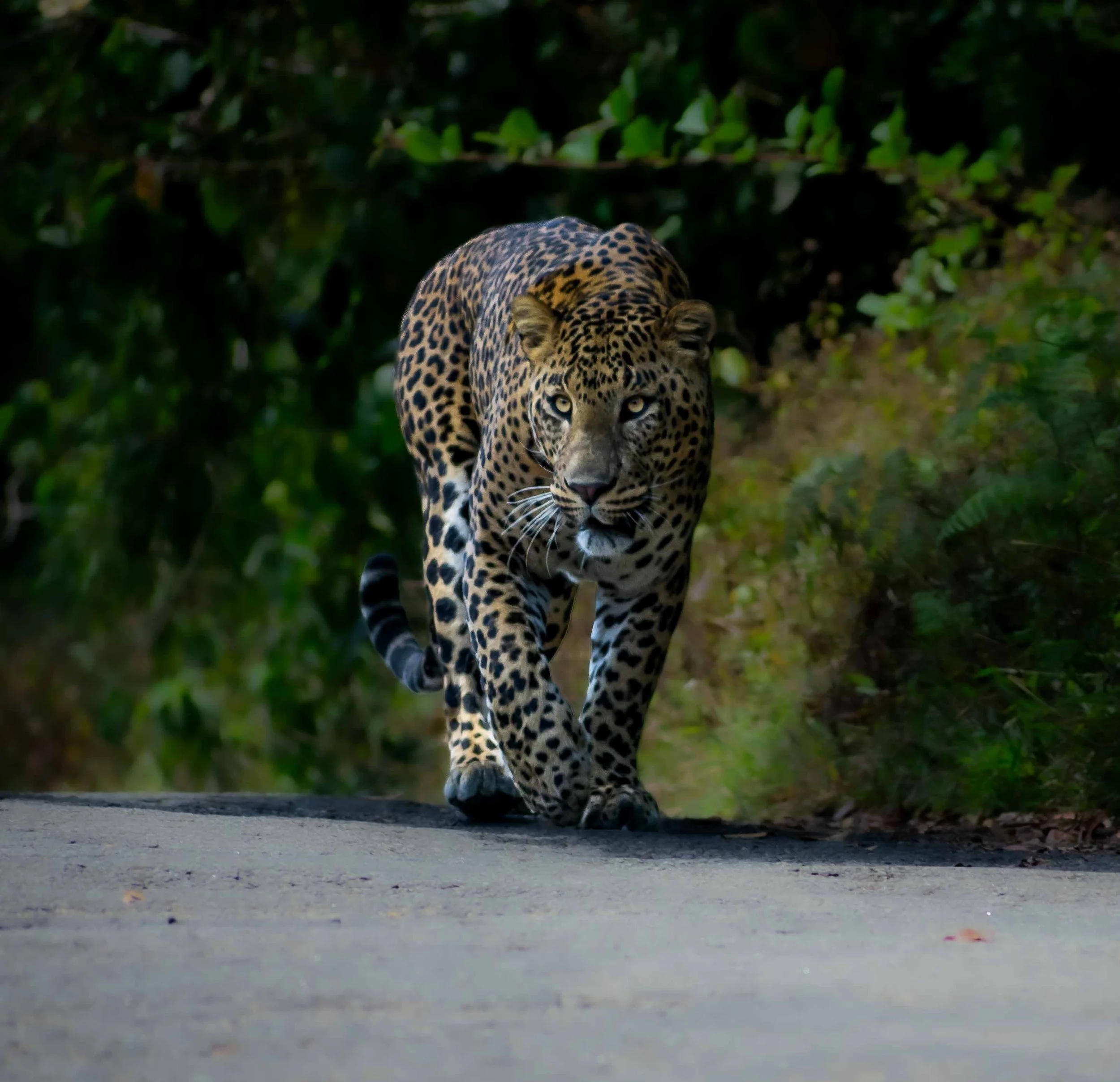 Sri Lankan leopard