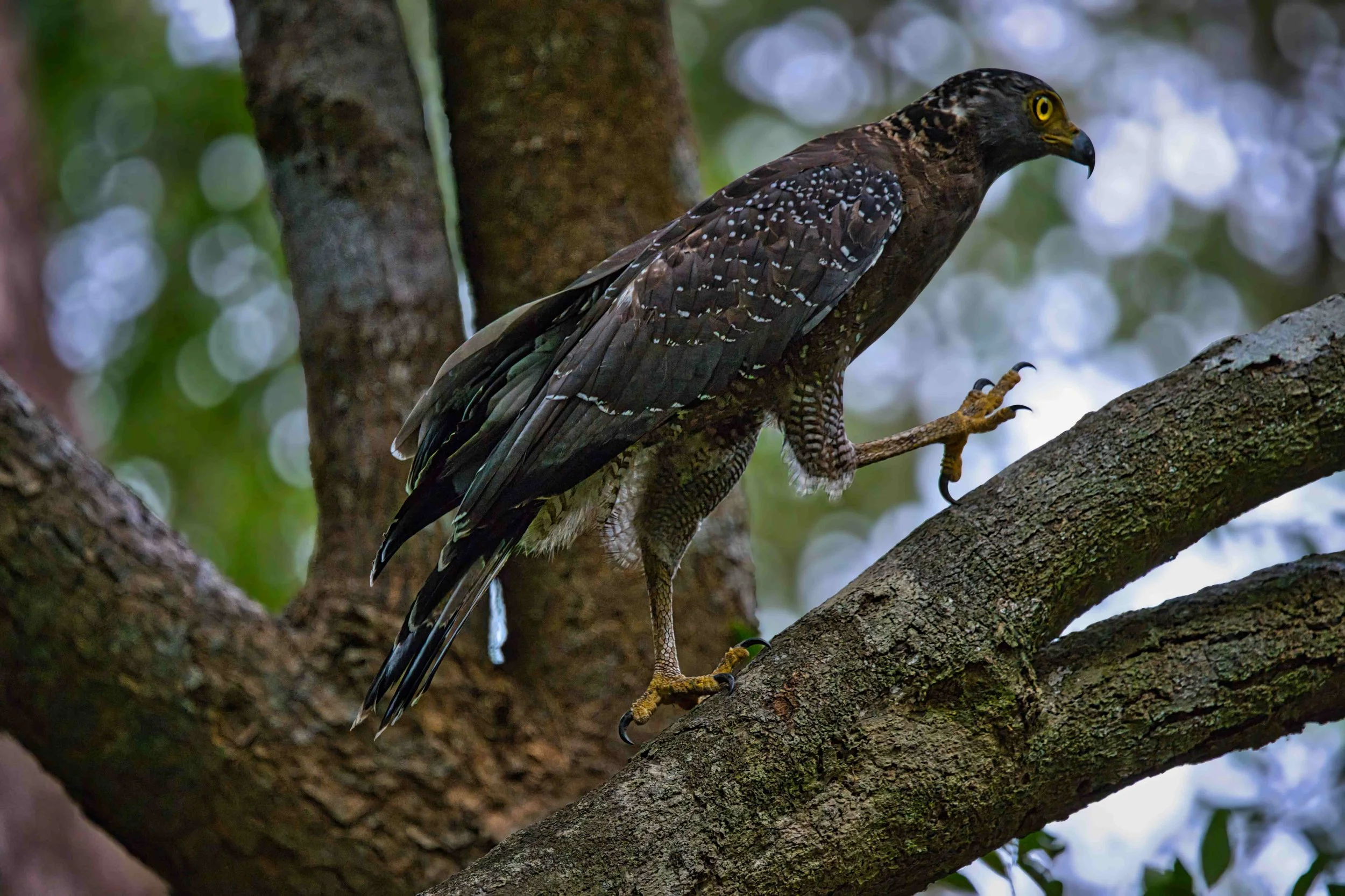 Crested serpent eagle