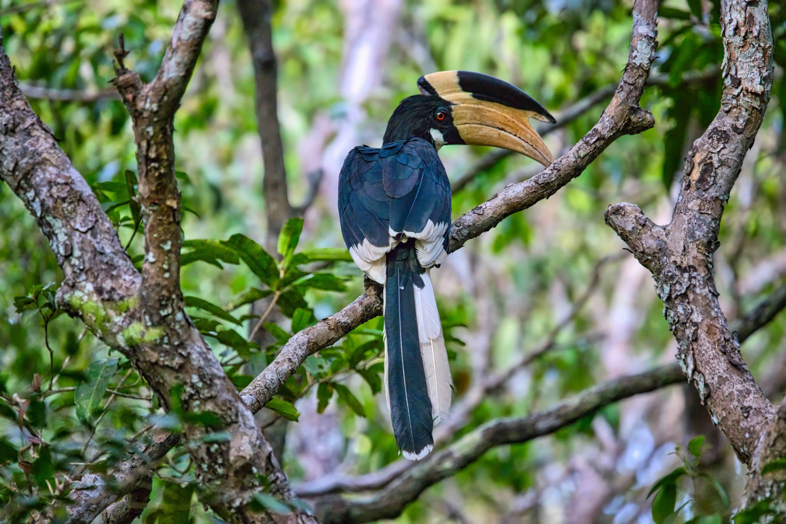 Malabar pied hornbill