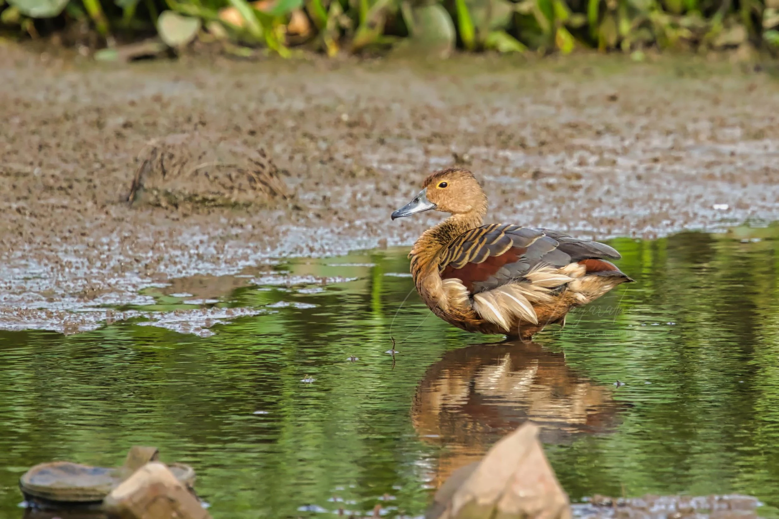 Lesser whistling duck