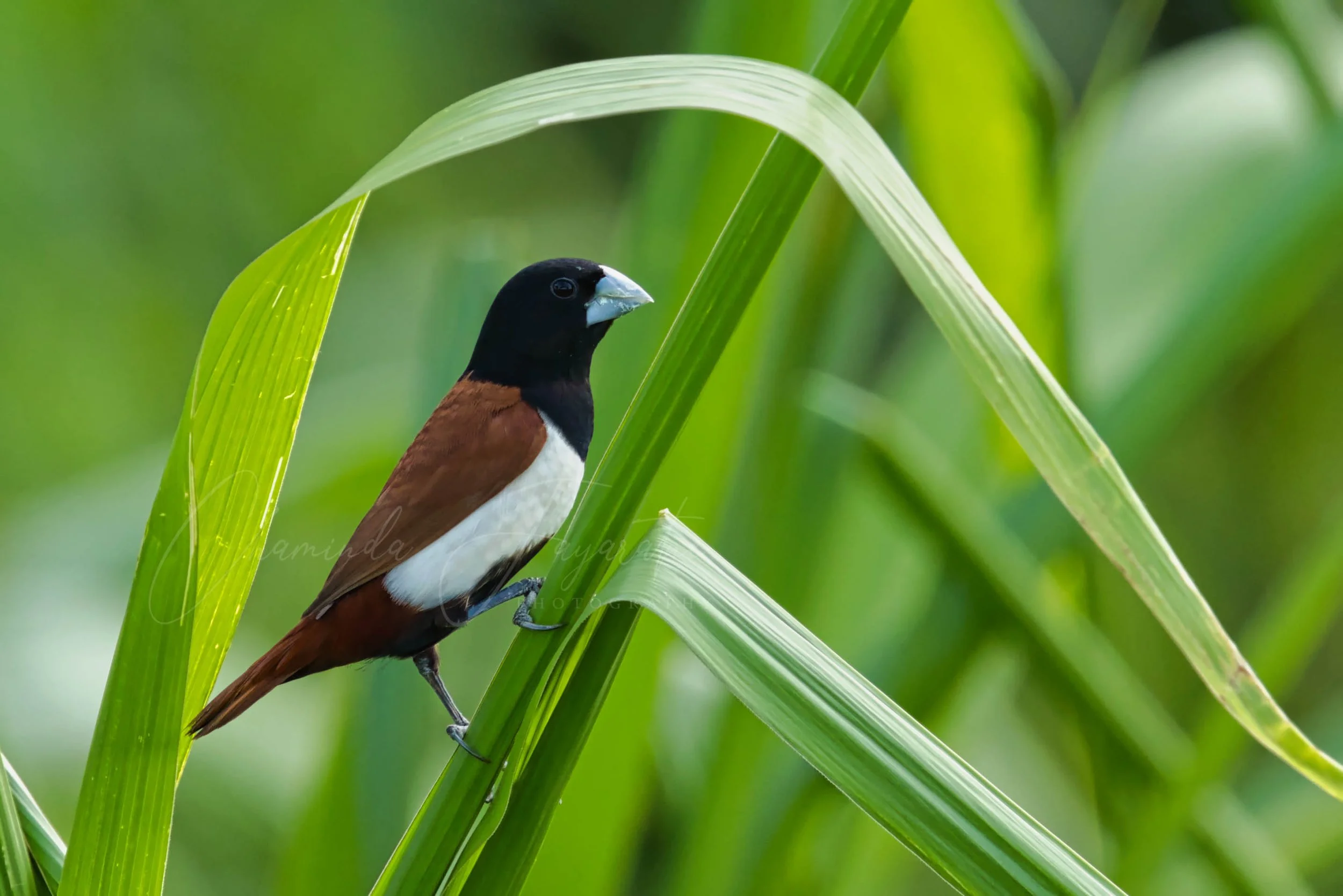 Tricoloured munia