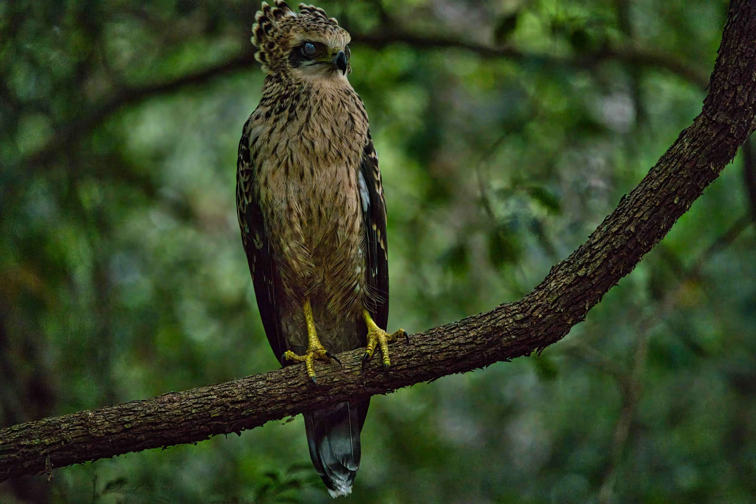 Changeable hawk-eagle