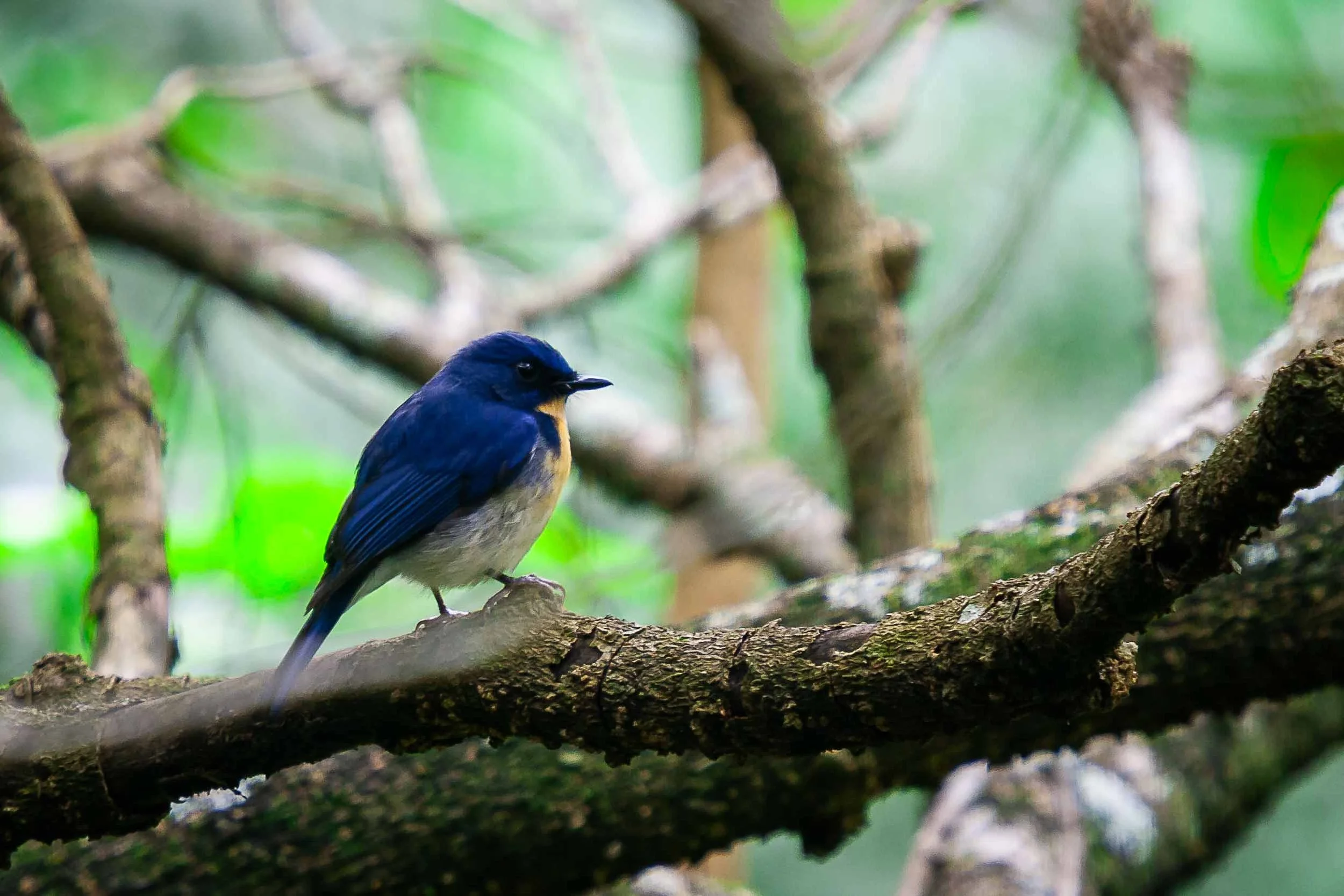Tickell's blue flycatcher