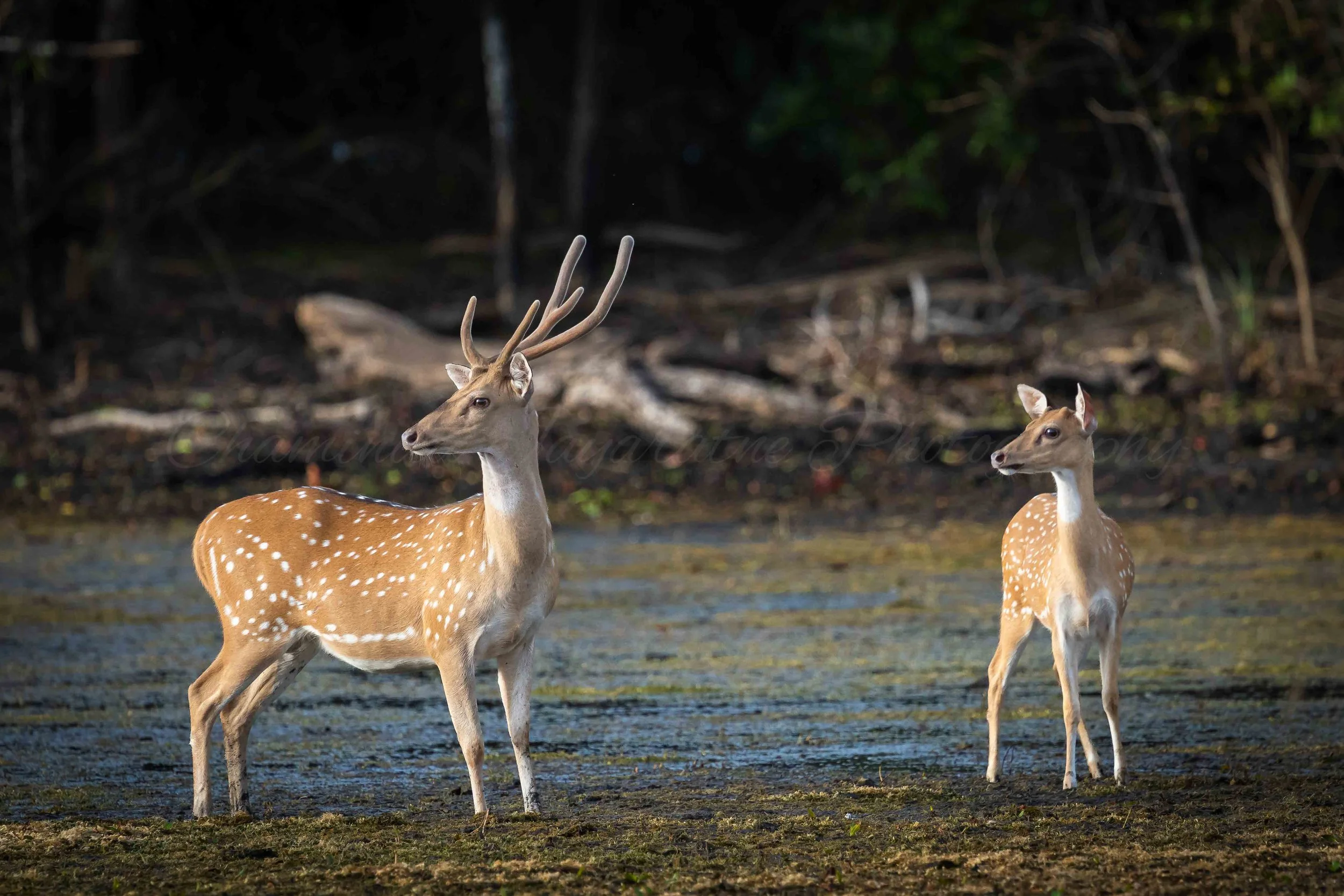 Sri Lankan Spotted Deer