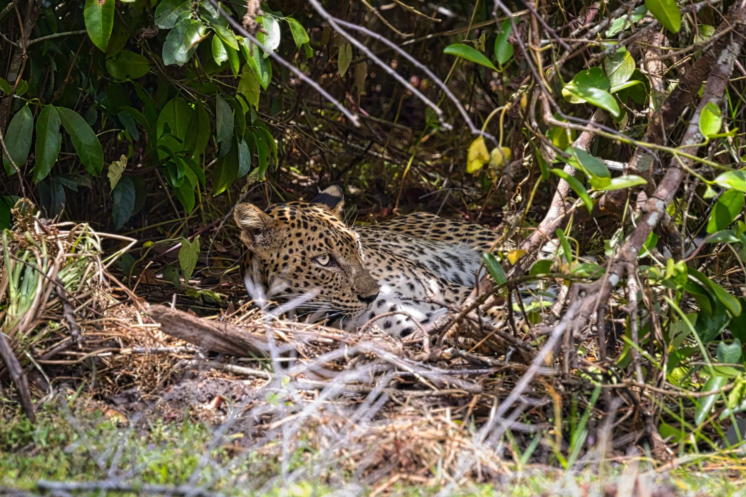 Sri Lankan leopard