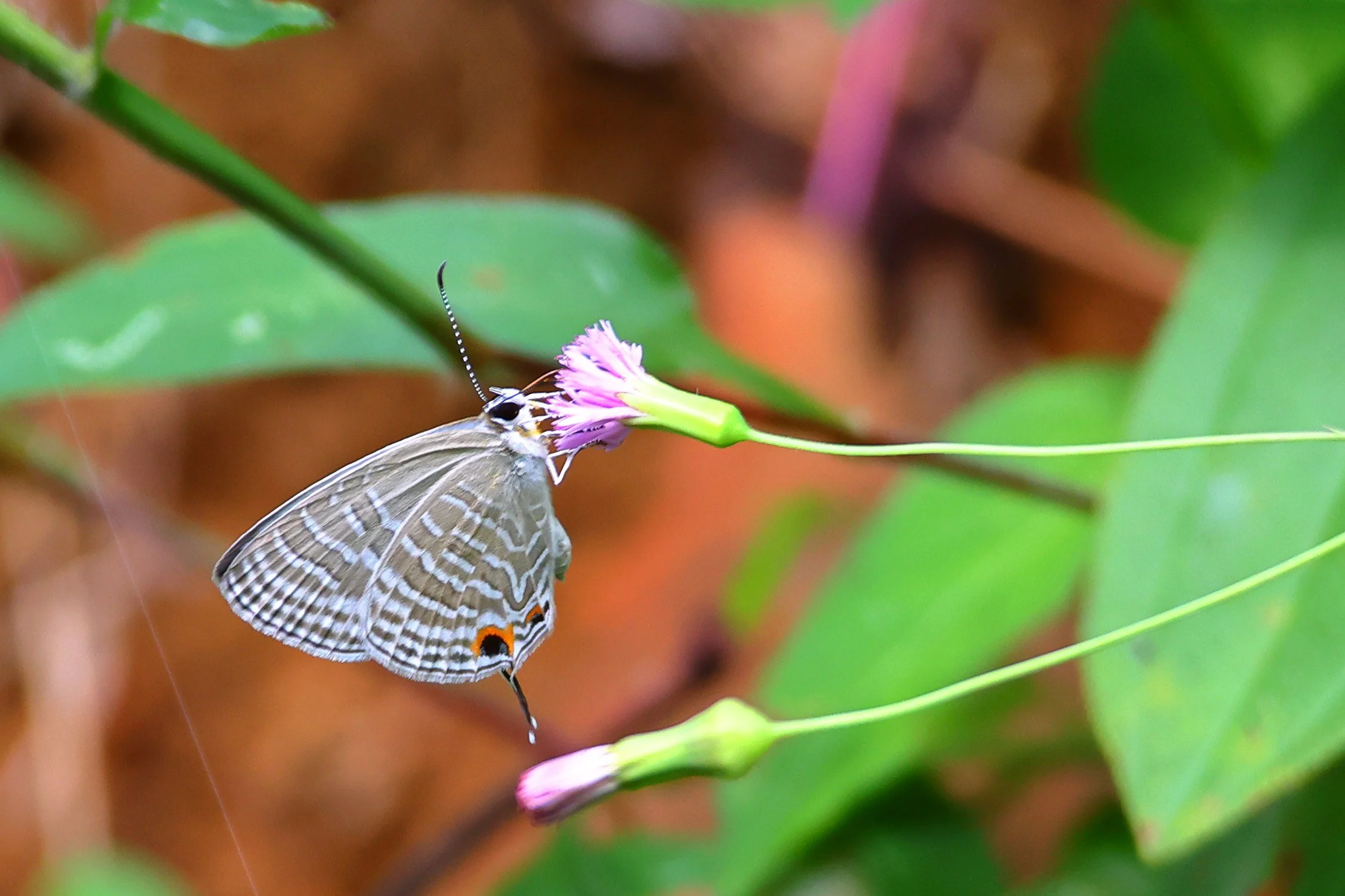 Common Cerulean