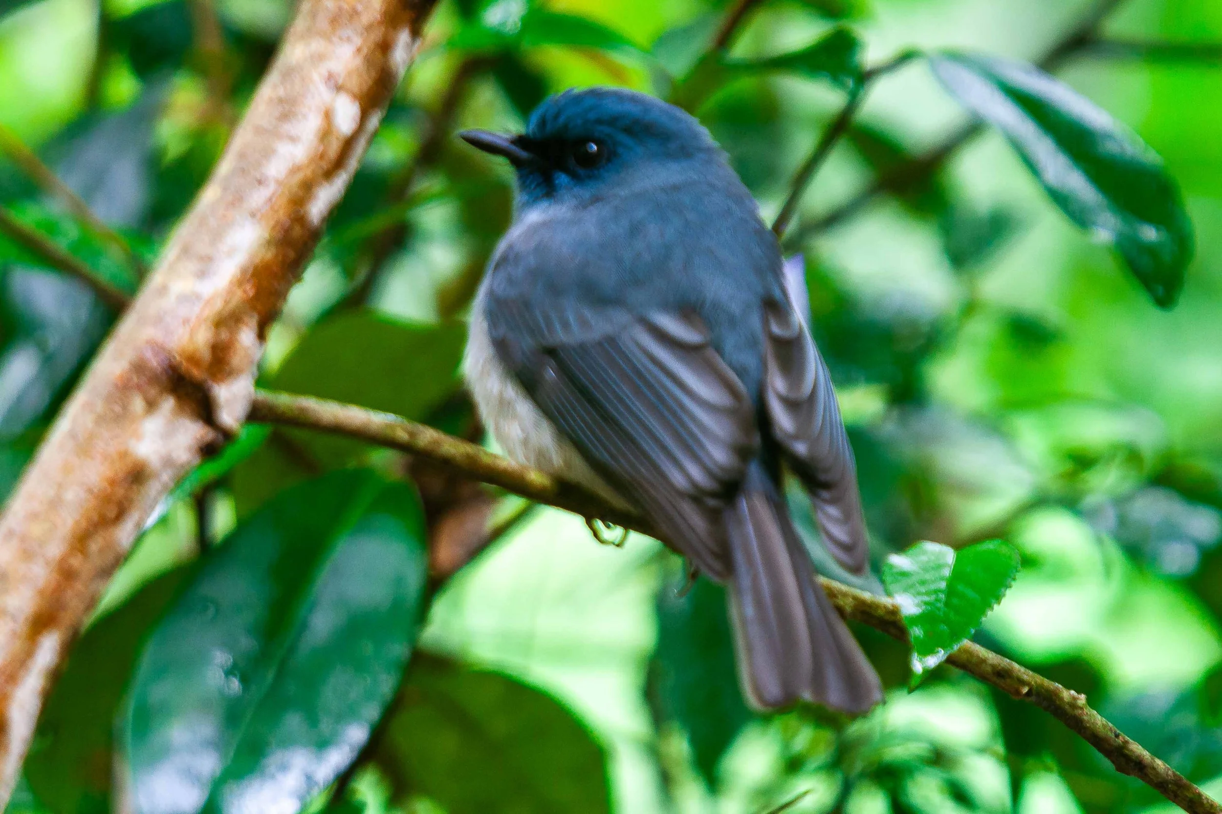 Dull-blue flycatcher