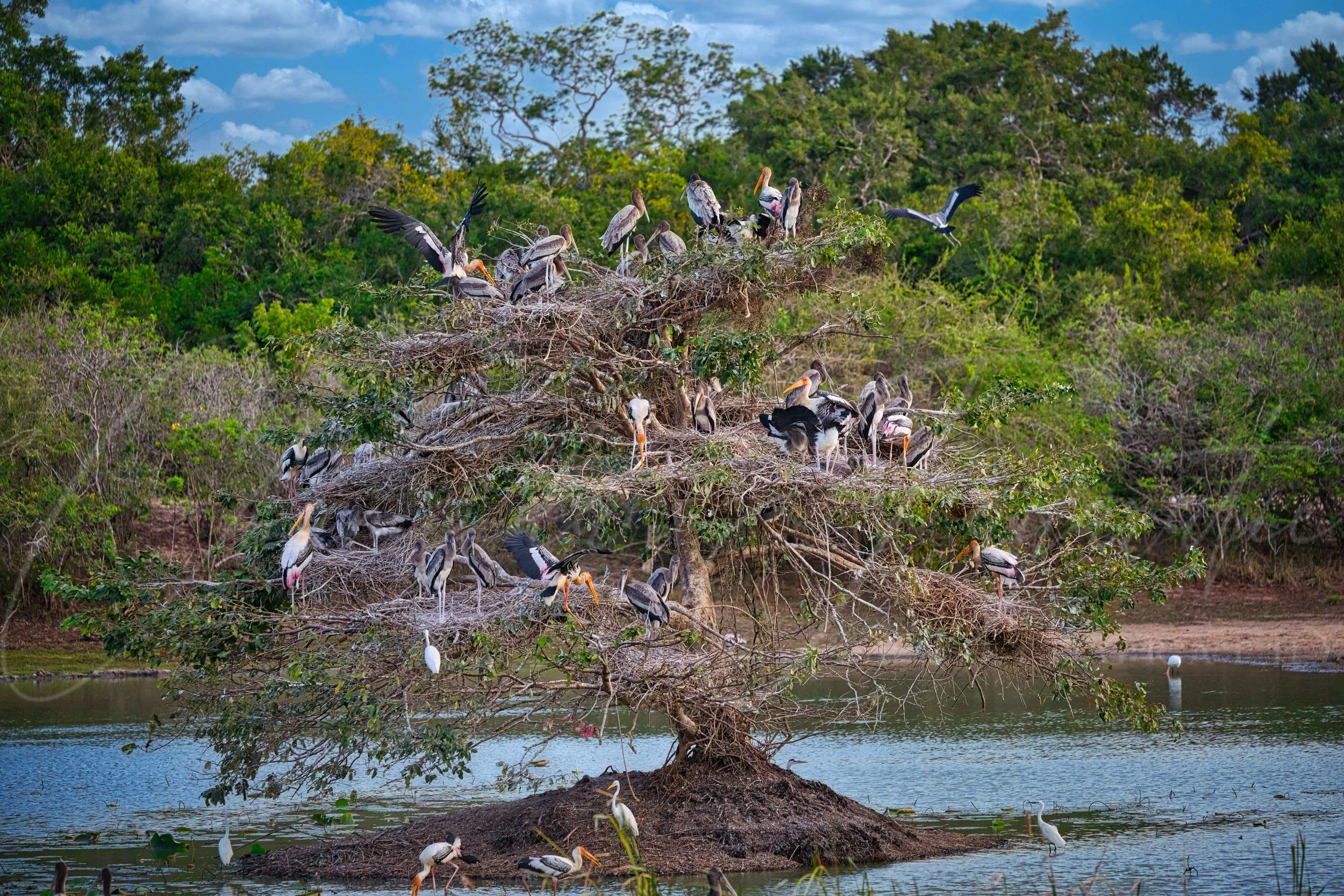 Nesting birds