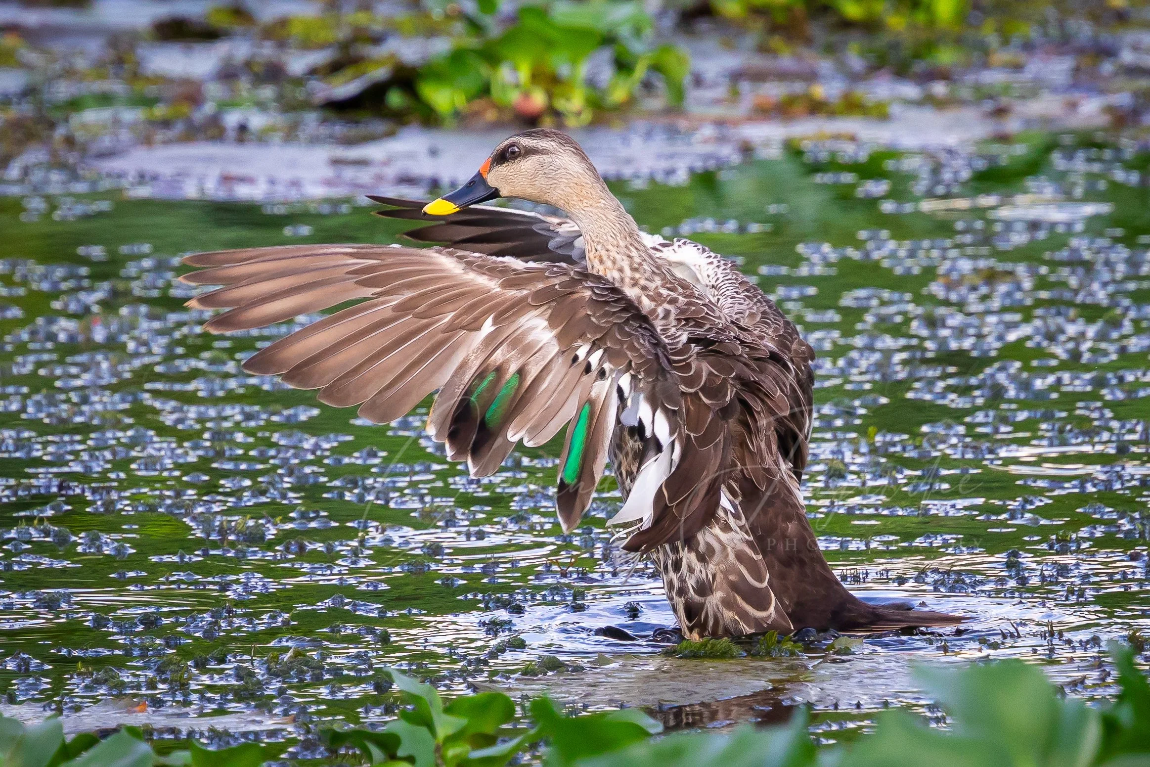 Indian spot-billed duck