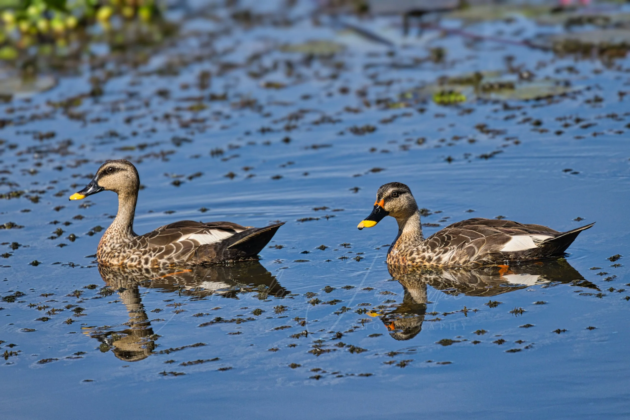 Indian spot-billed duck